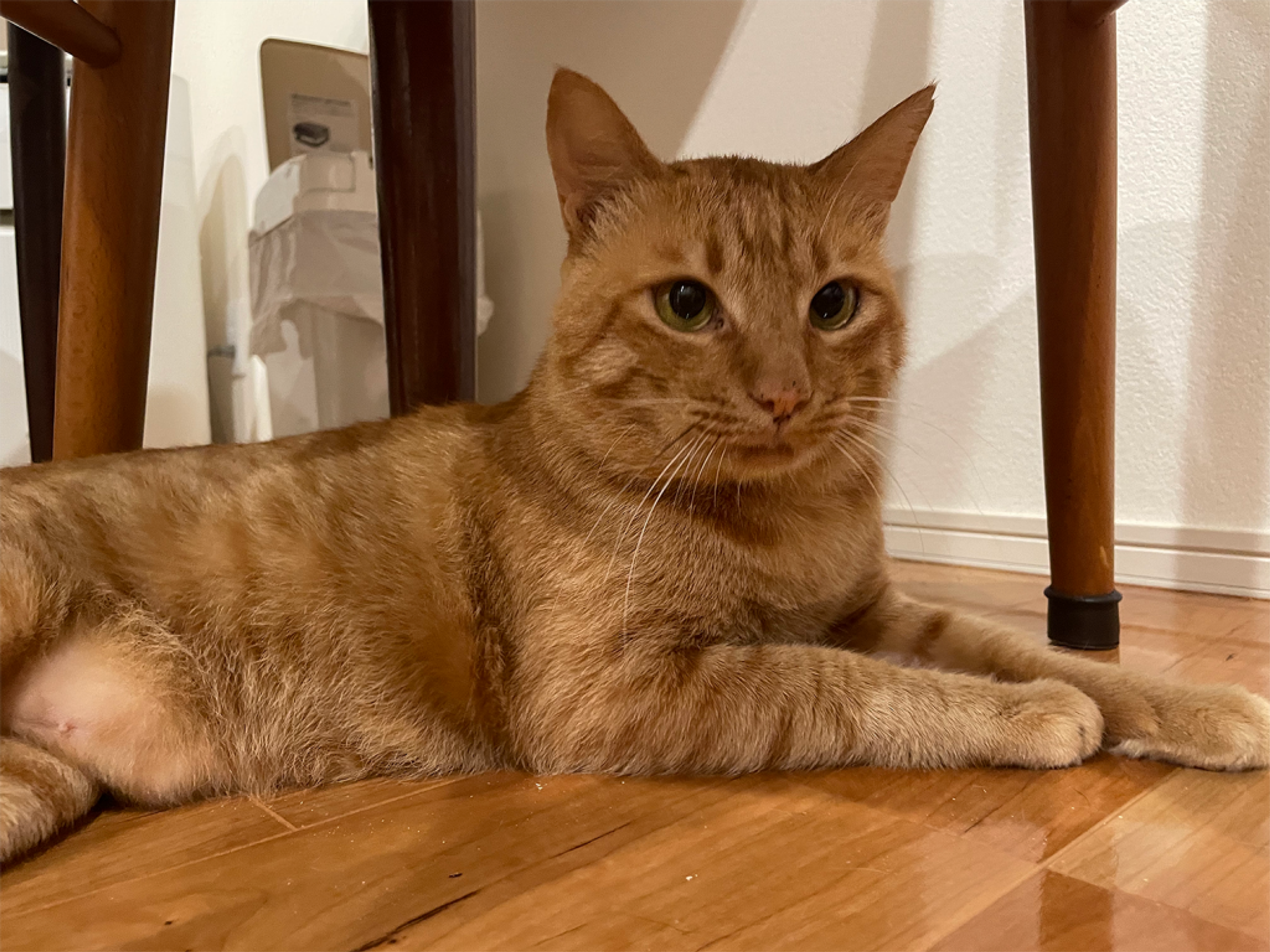 pet-image-4