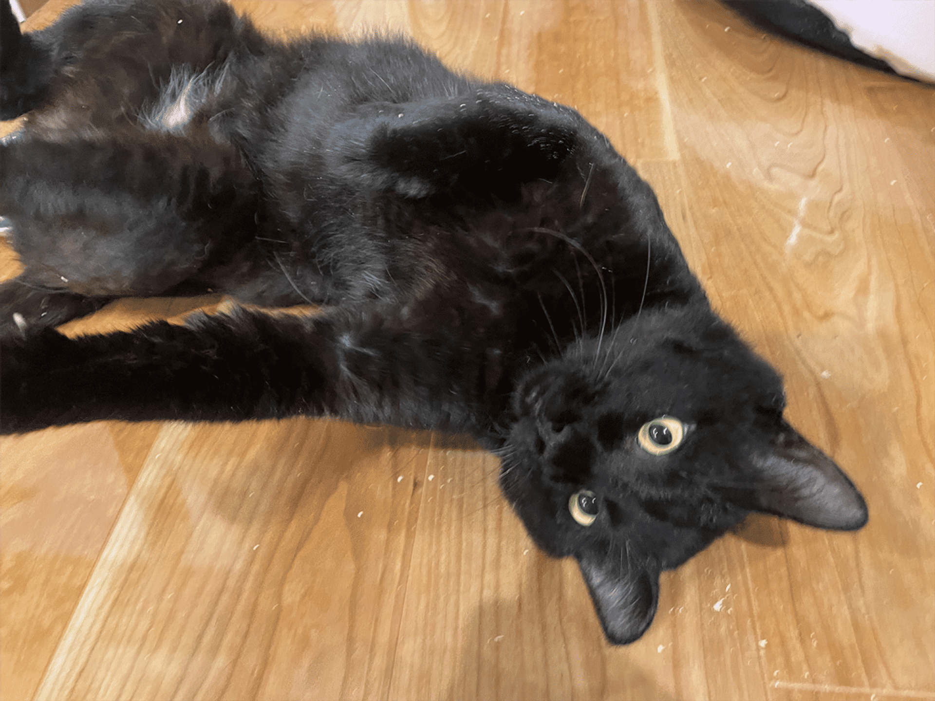 pet-image-5
