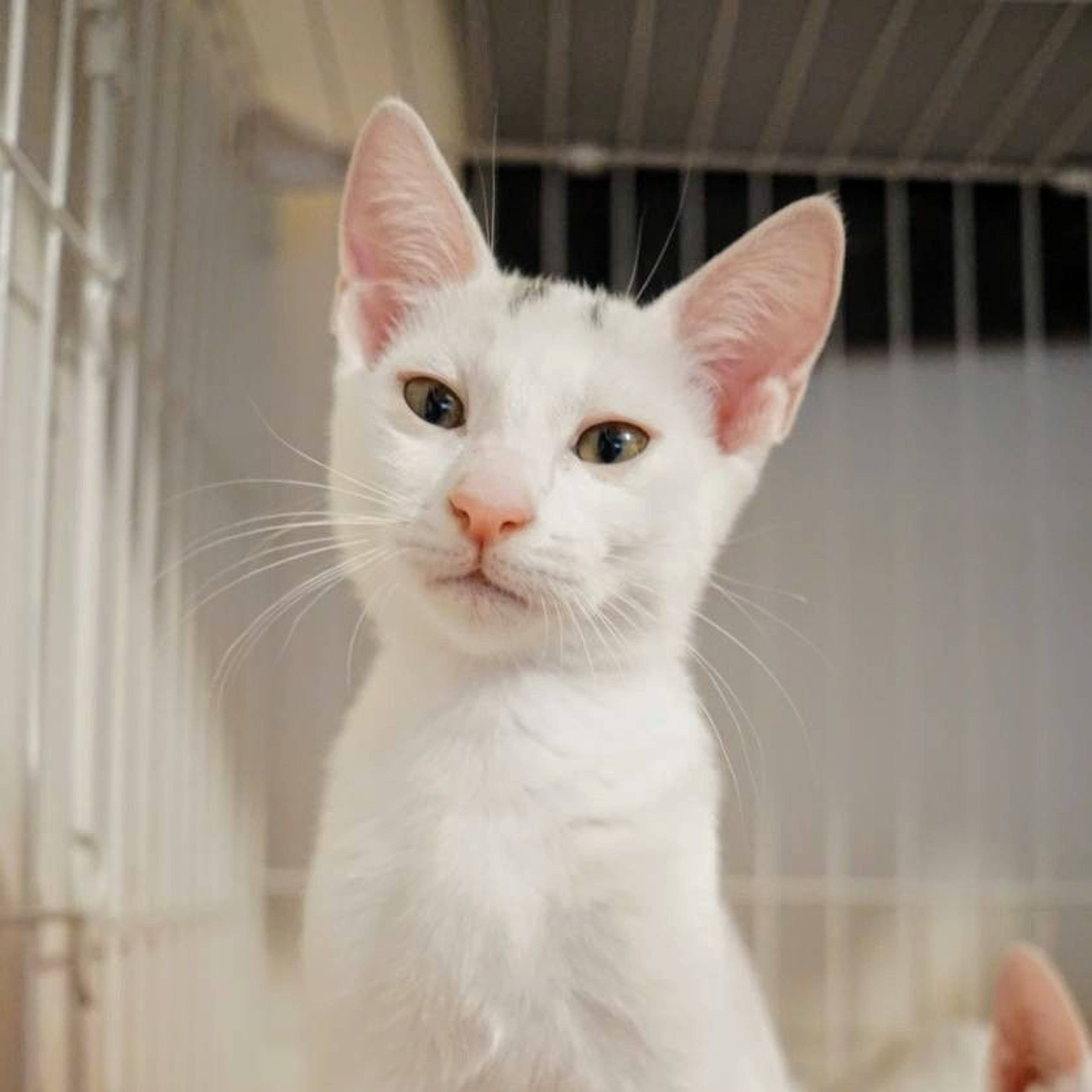 雑種（ミックス猫）・オスの里親募集の写真