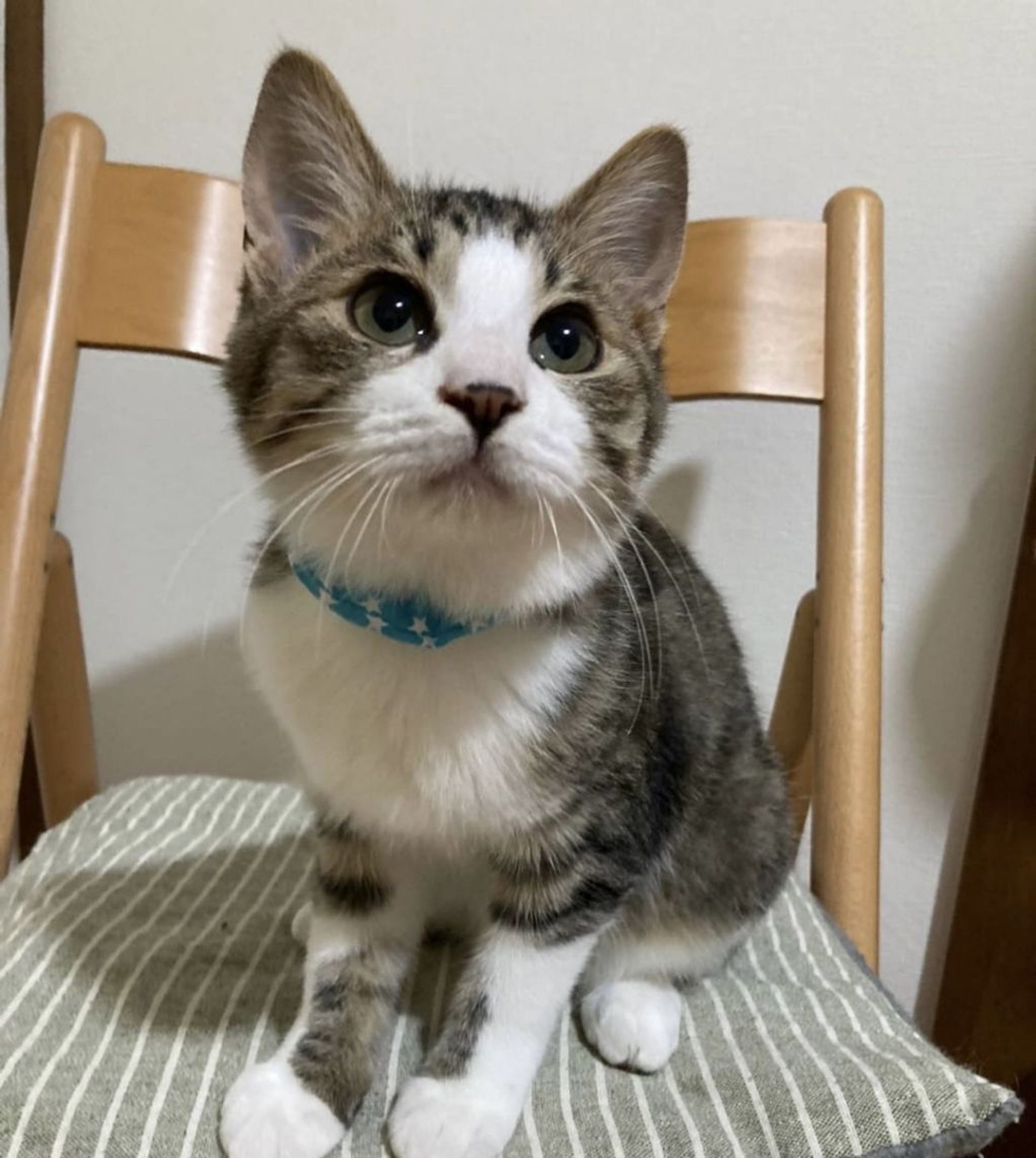 雑種（ミックス猫）・オスの里親募集の写真