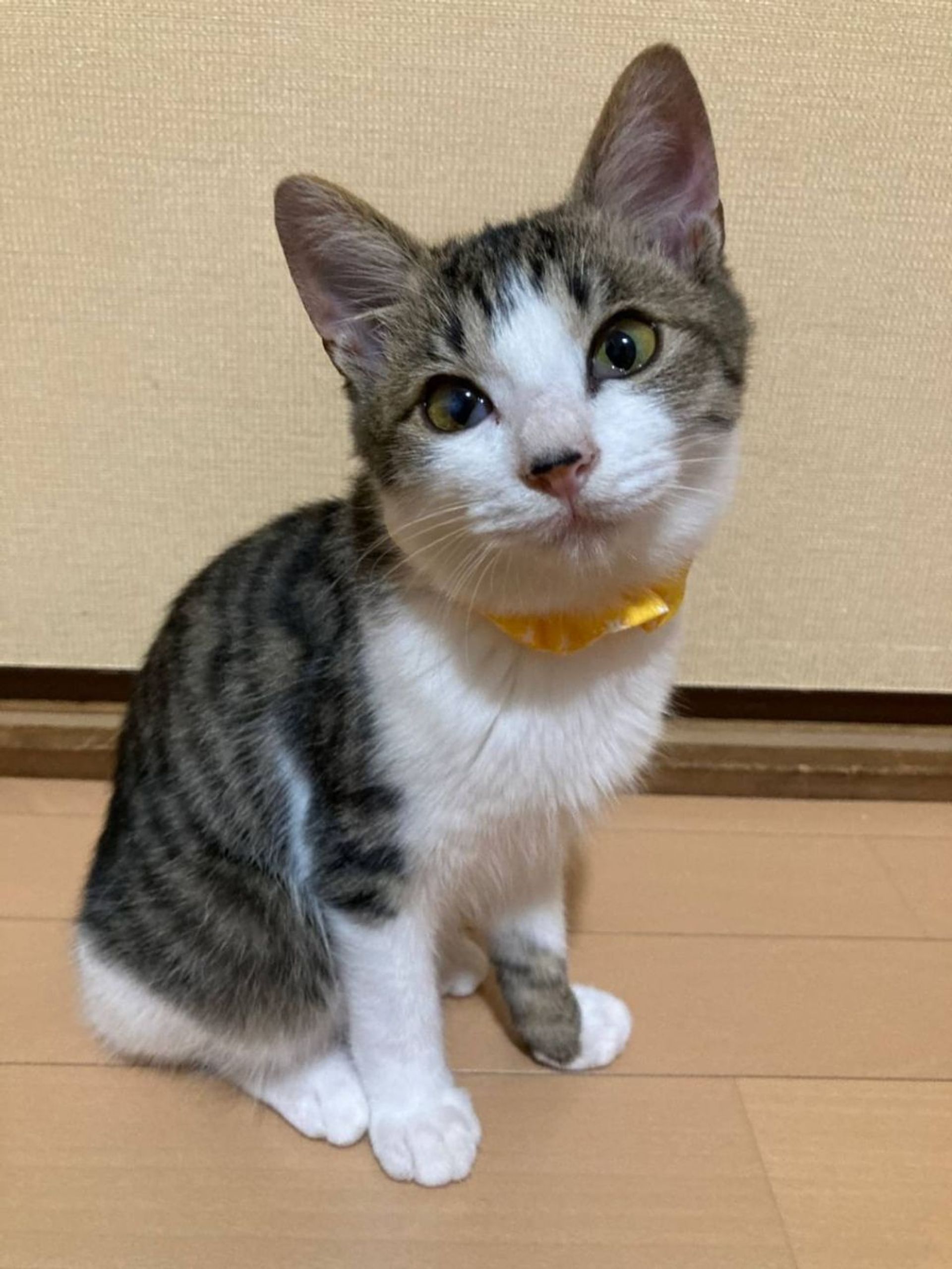 雑種（ミックス猫）・オスの里親募集の写真