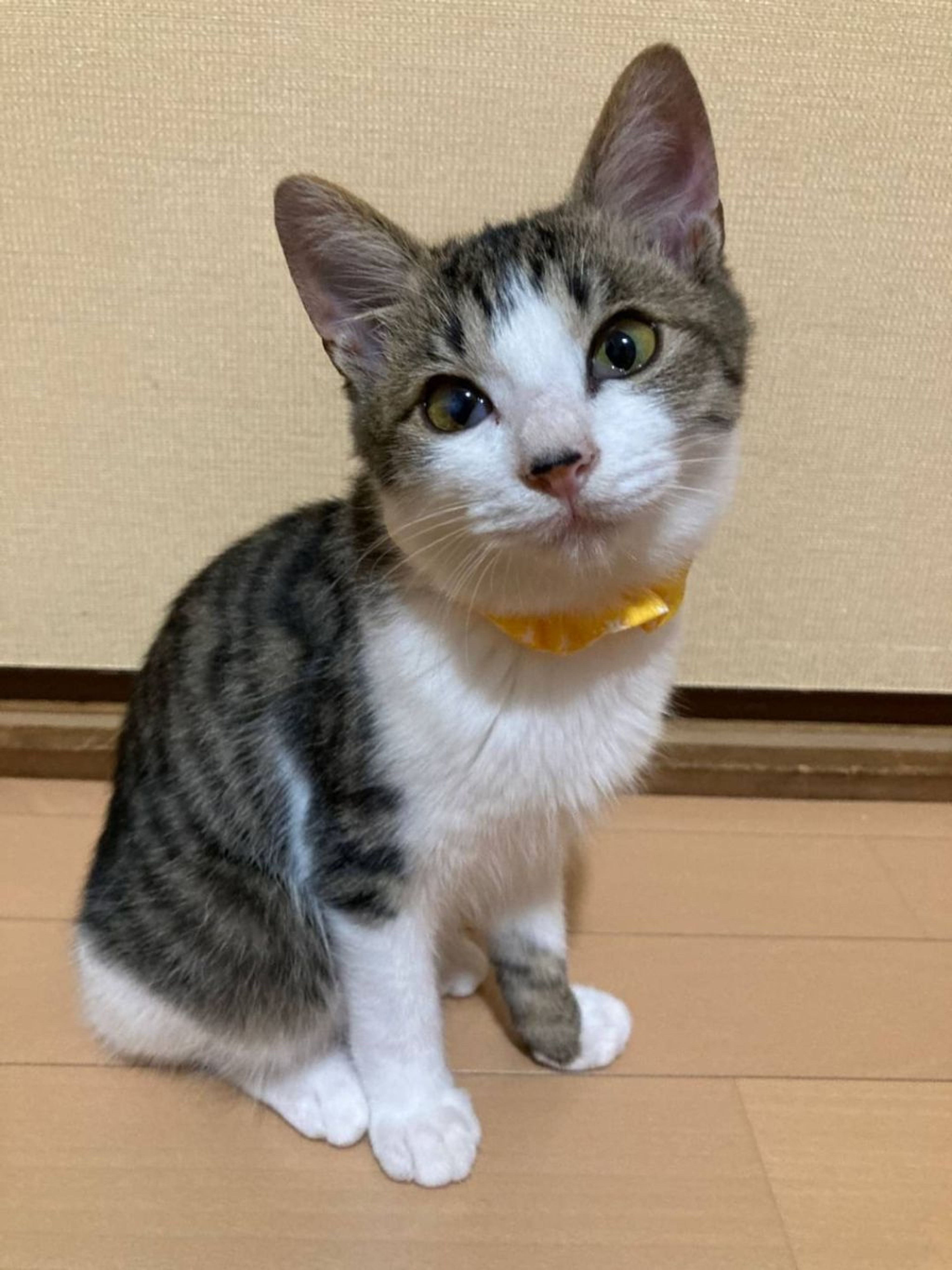 雑種（ミックス猫）・オスの里親募集の写真