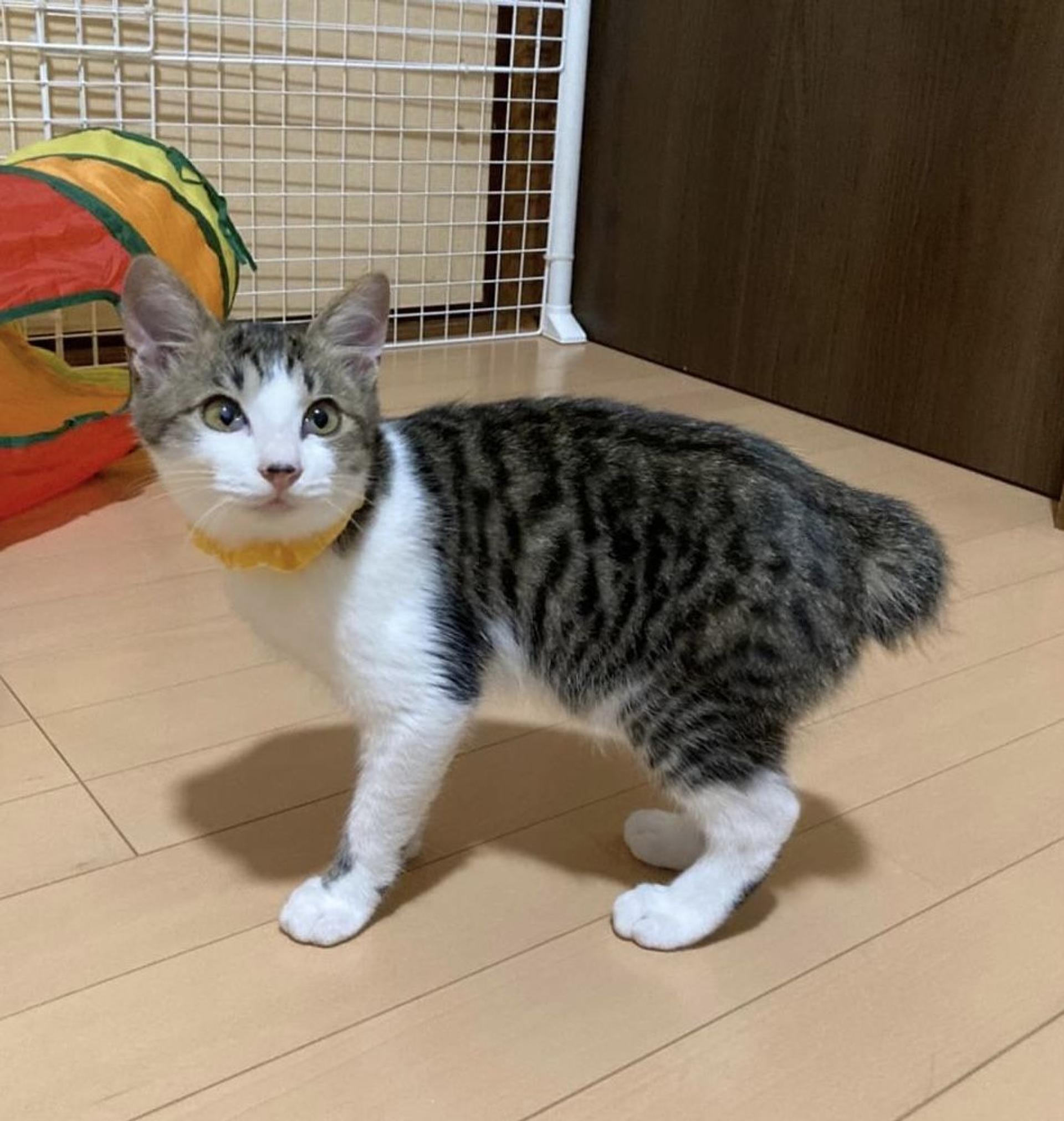 pet-image-3