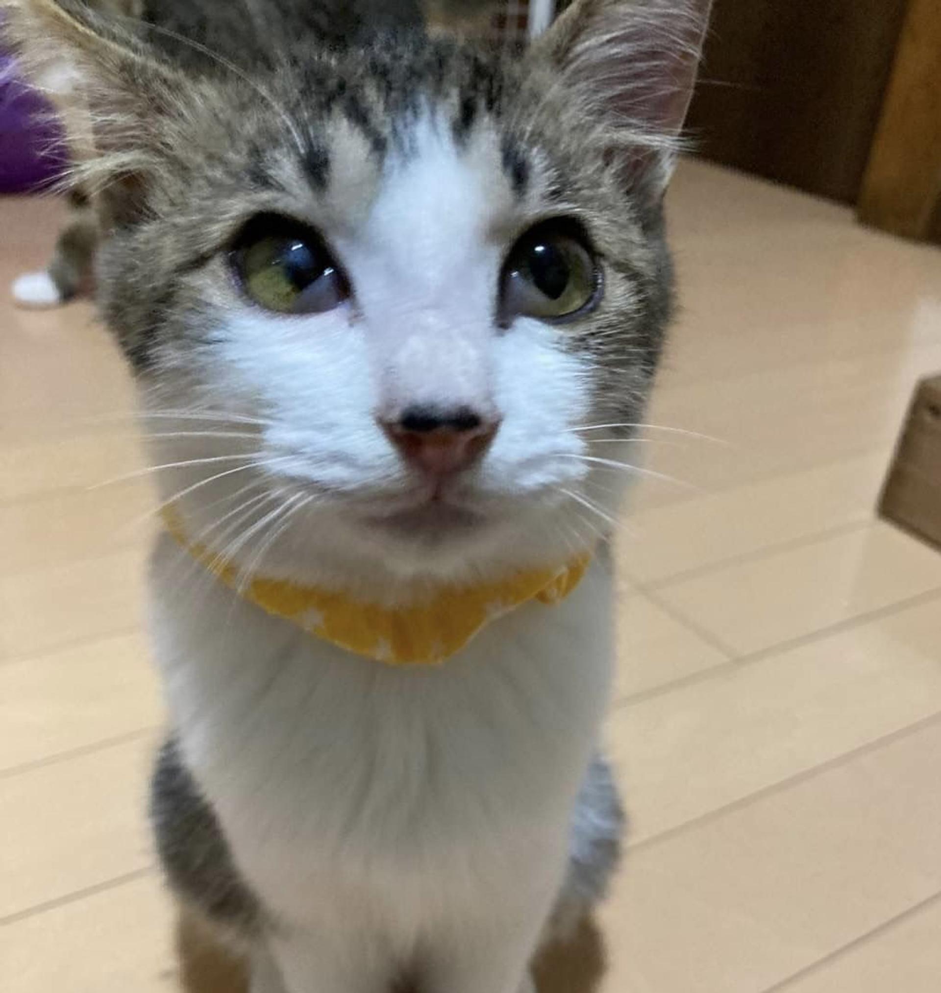pet-image-4