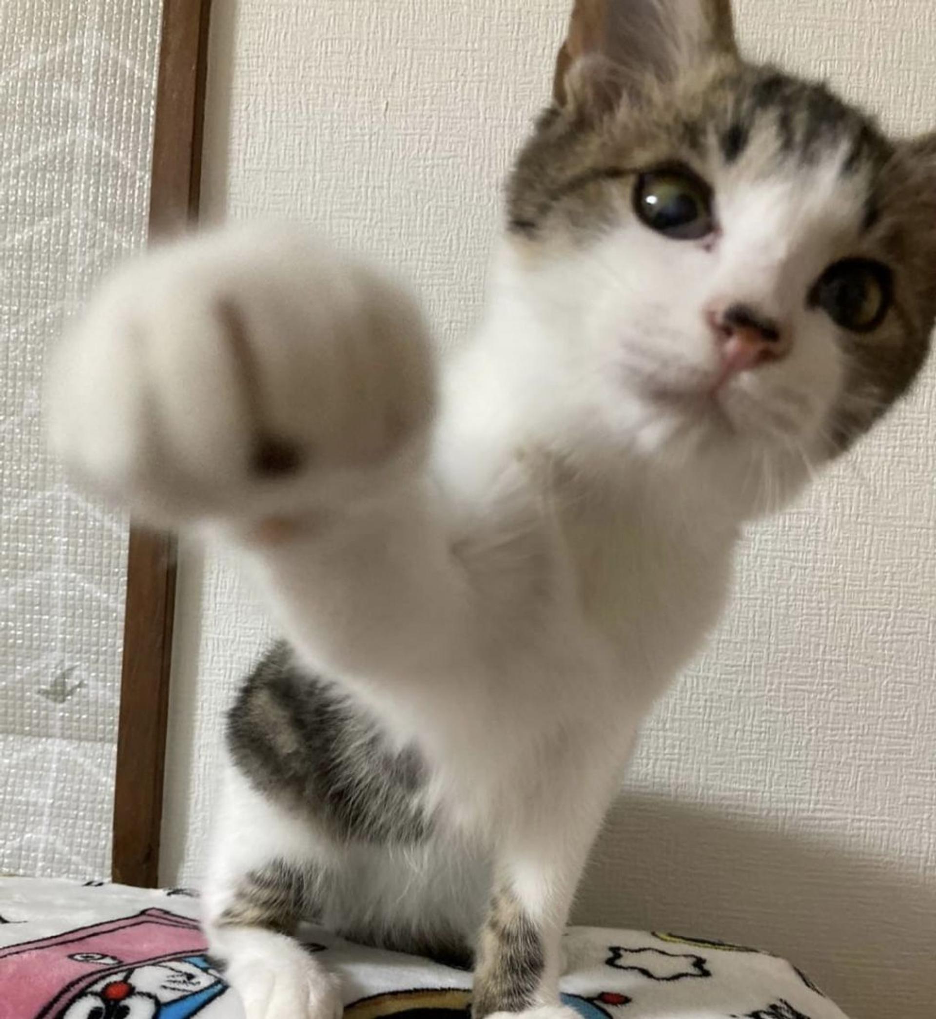 pet-image-8