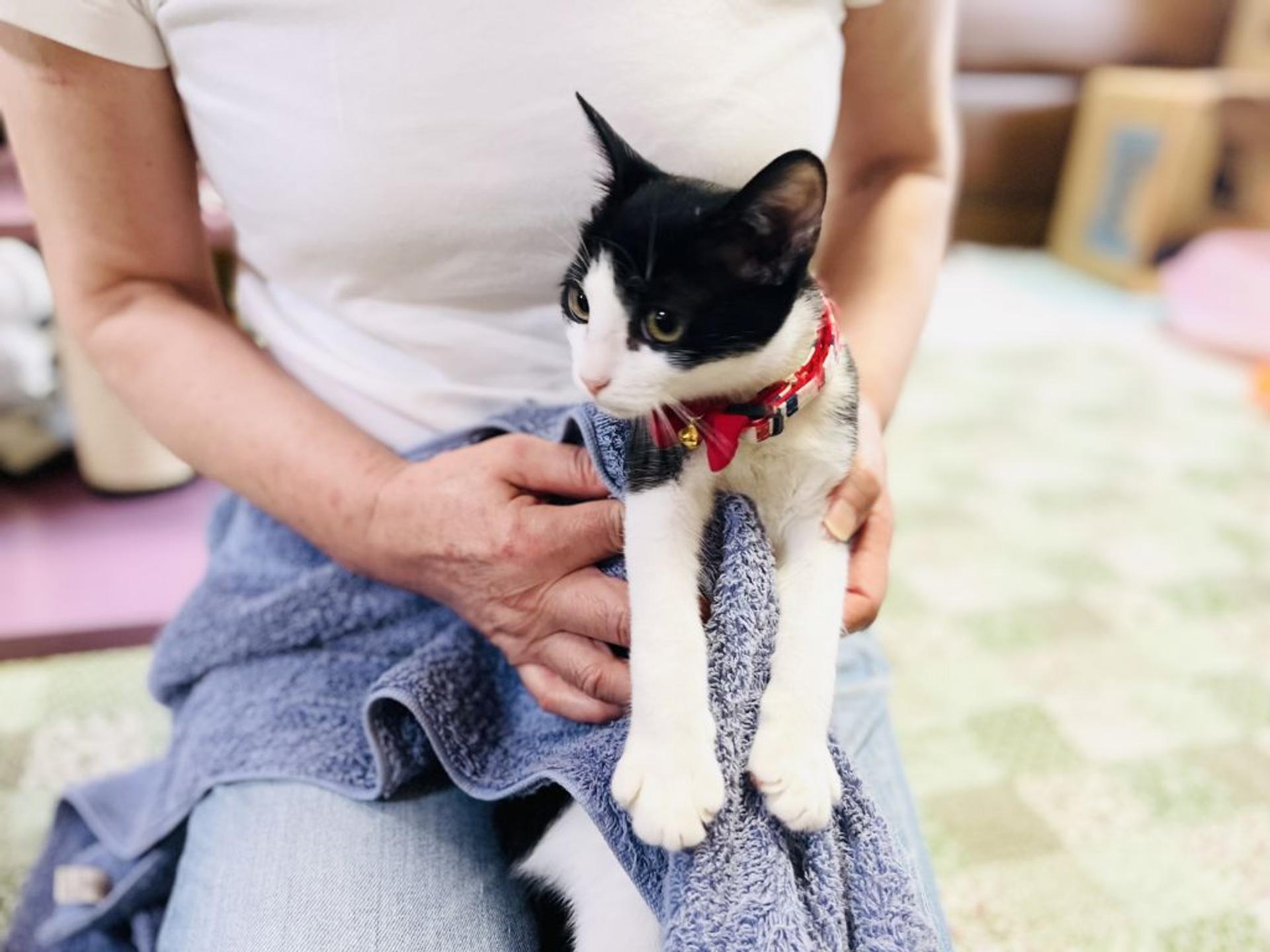 pet-image-2