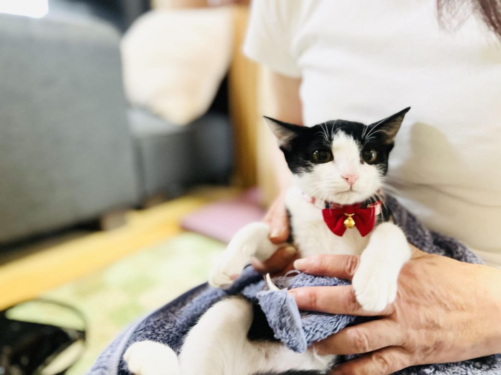 pet-image-3