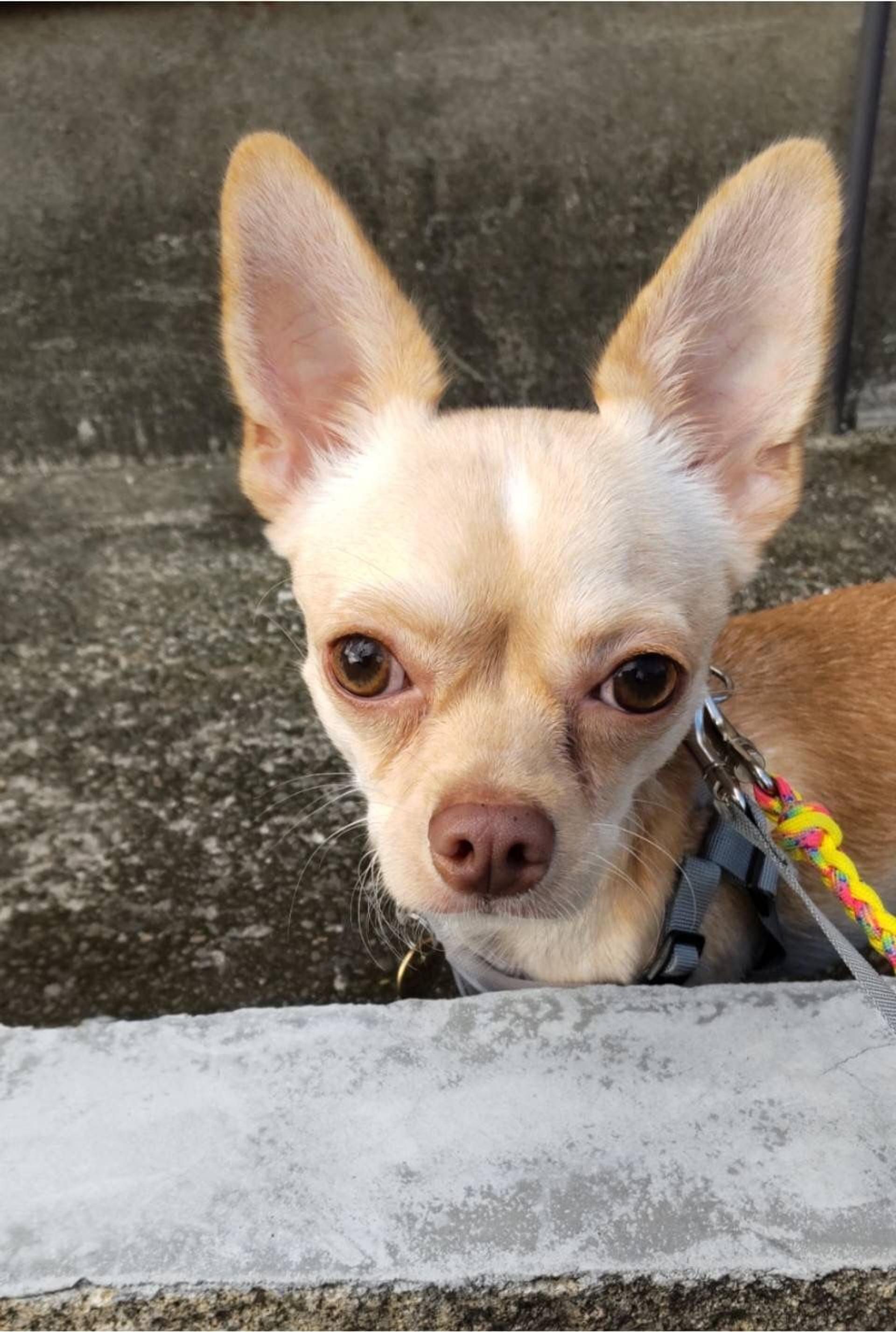 pet-image-3