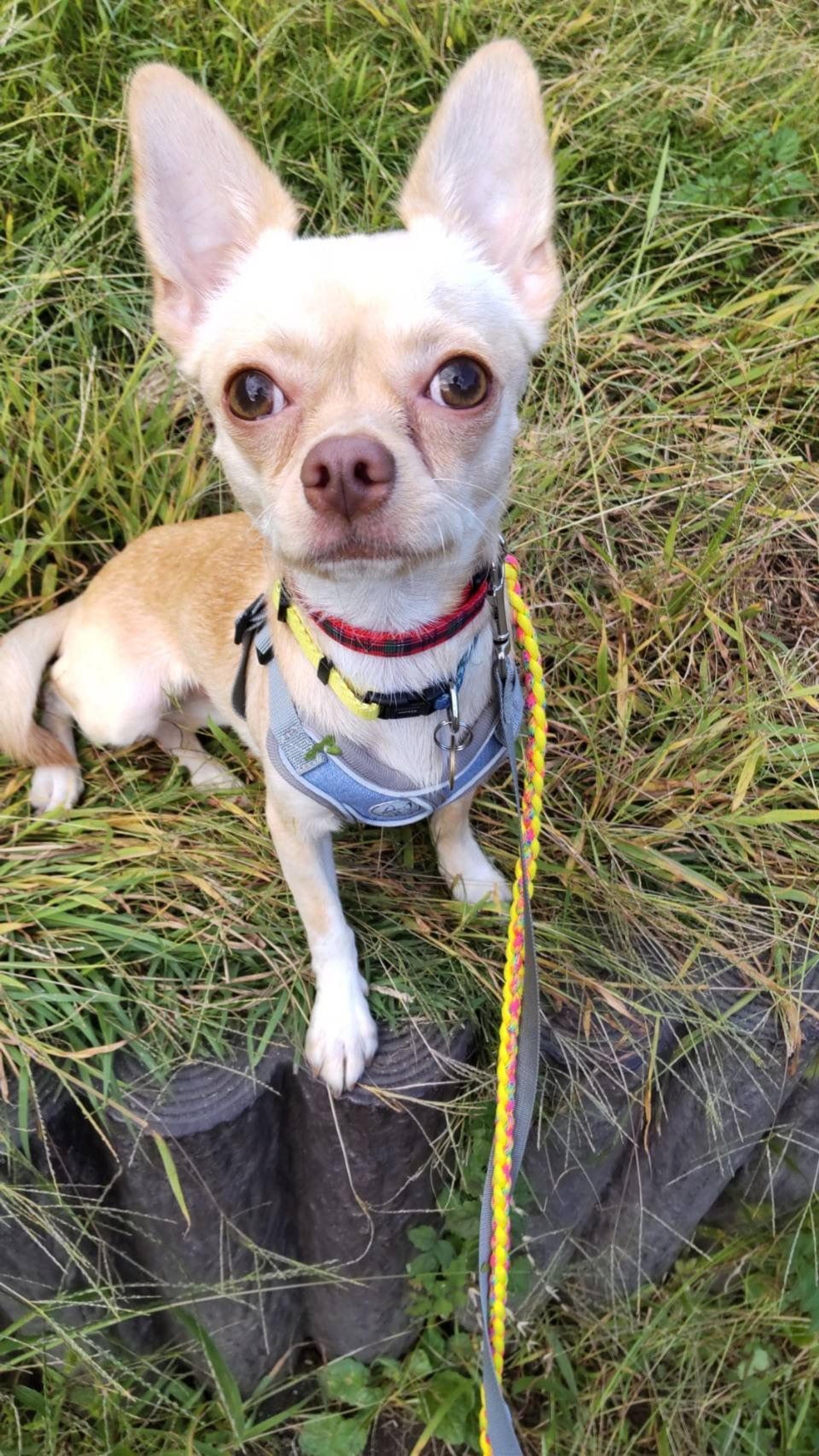 pet-image-4