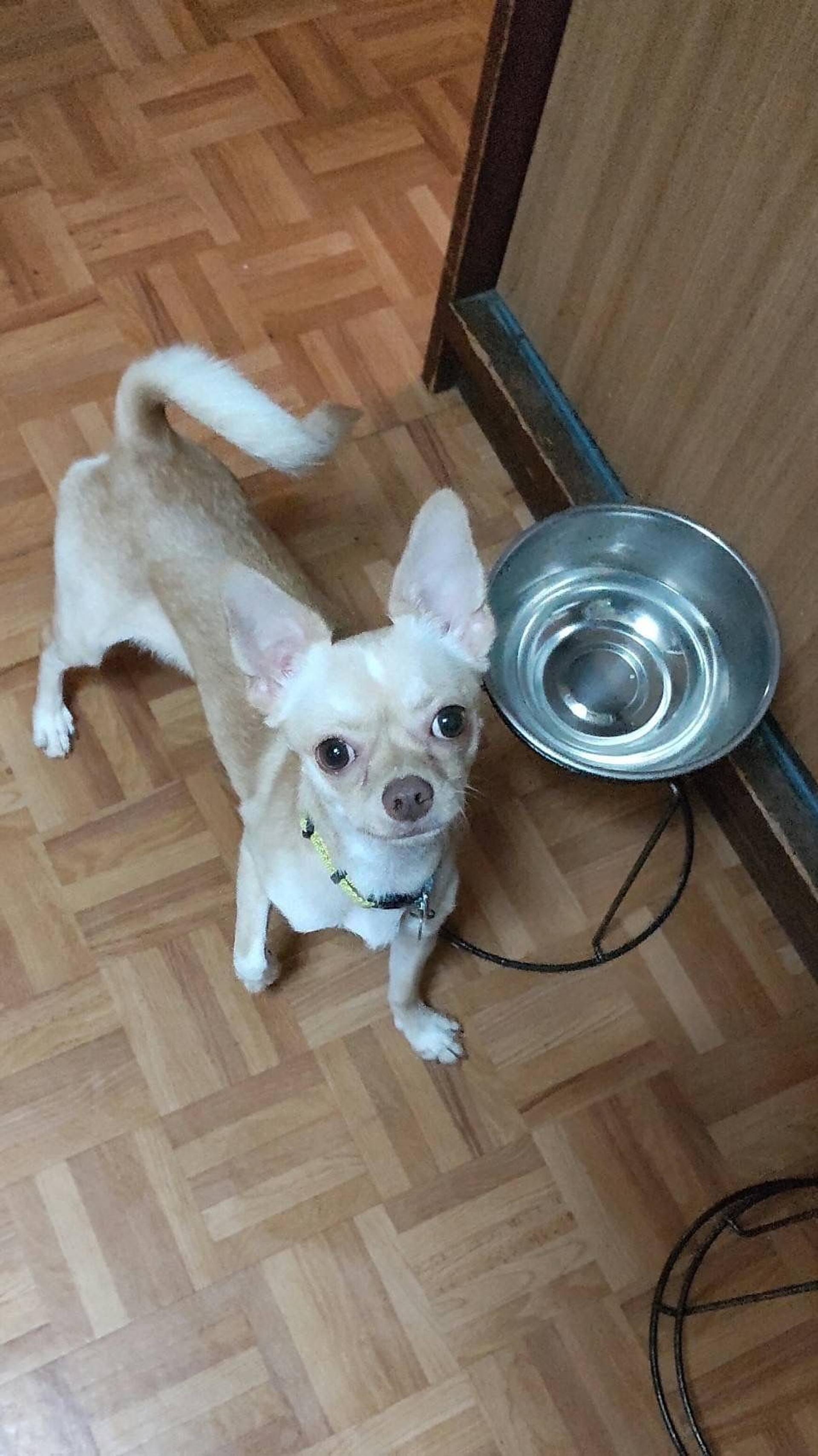 pet-image-5