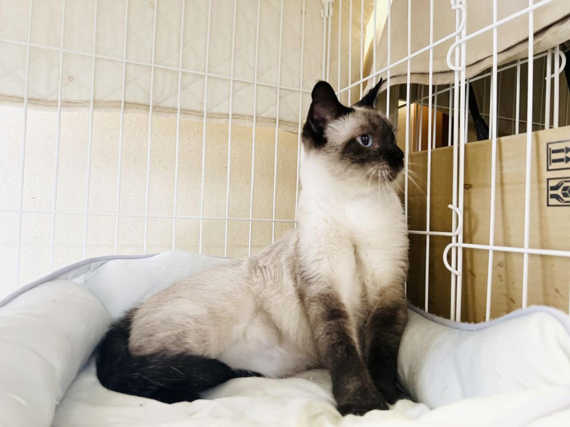 pet-image-5