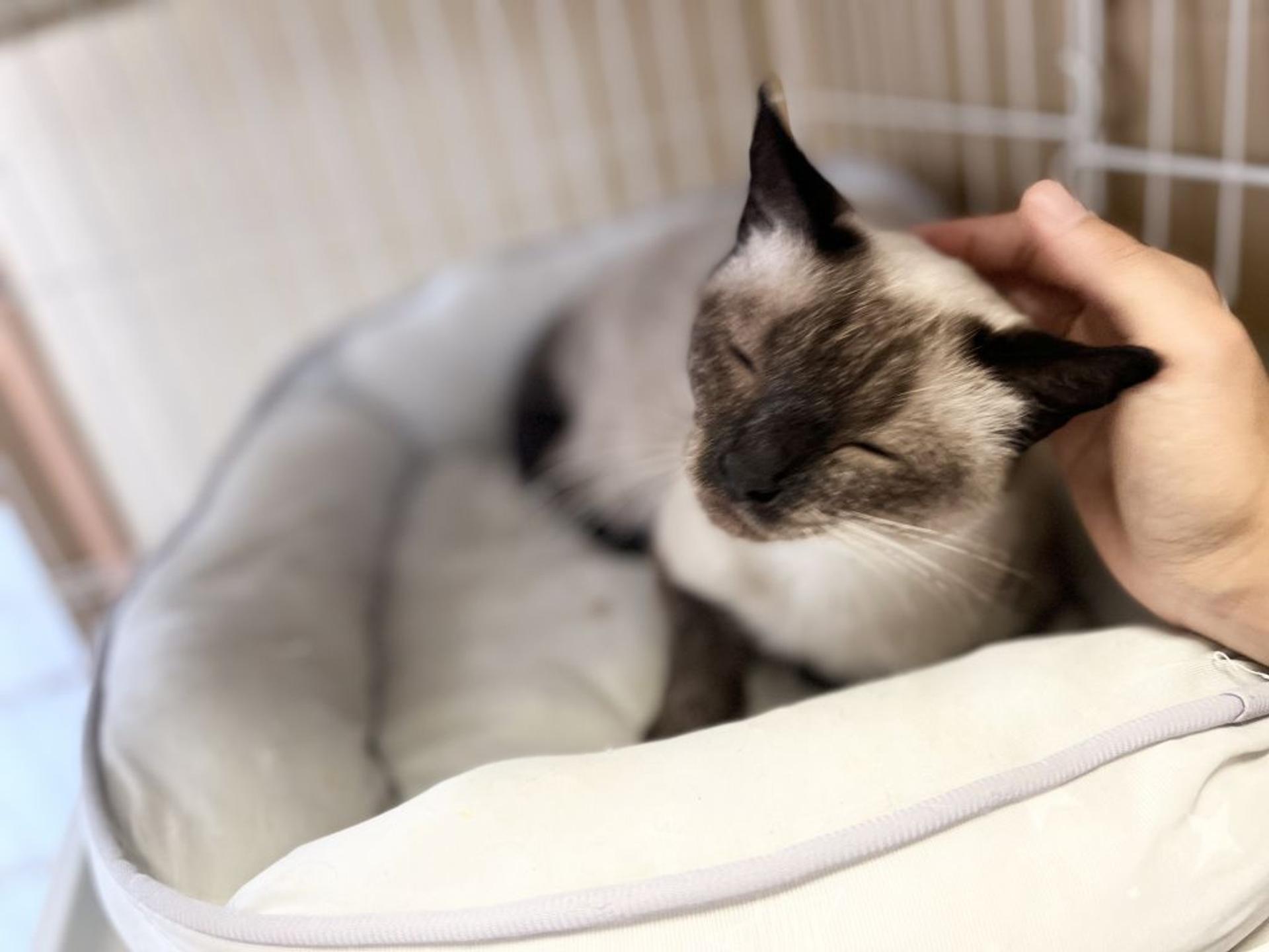pet-image-7