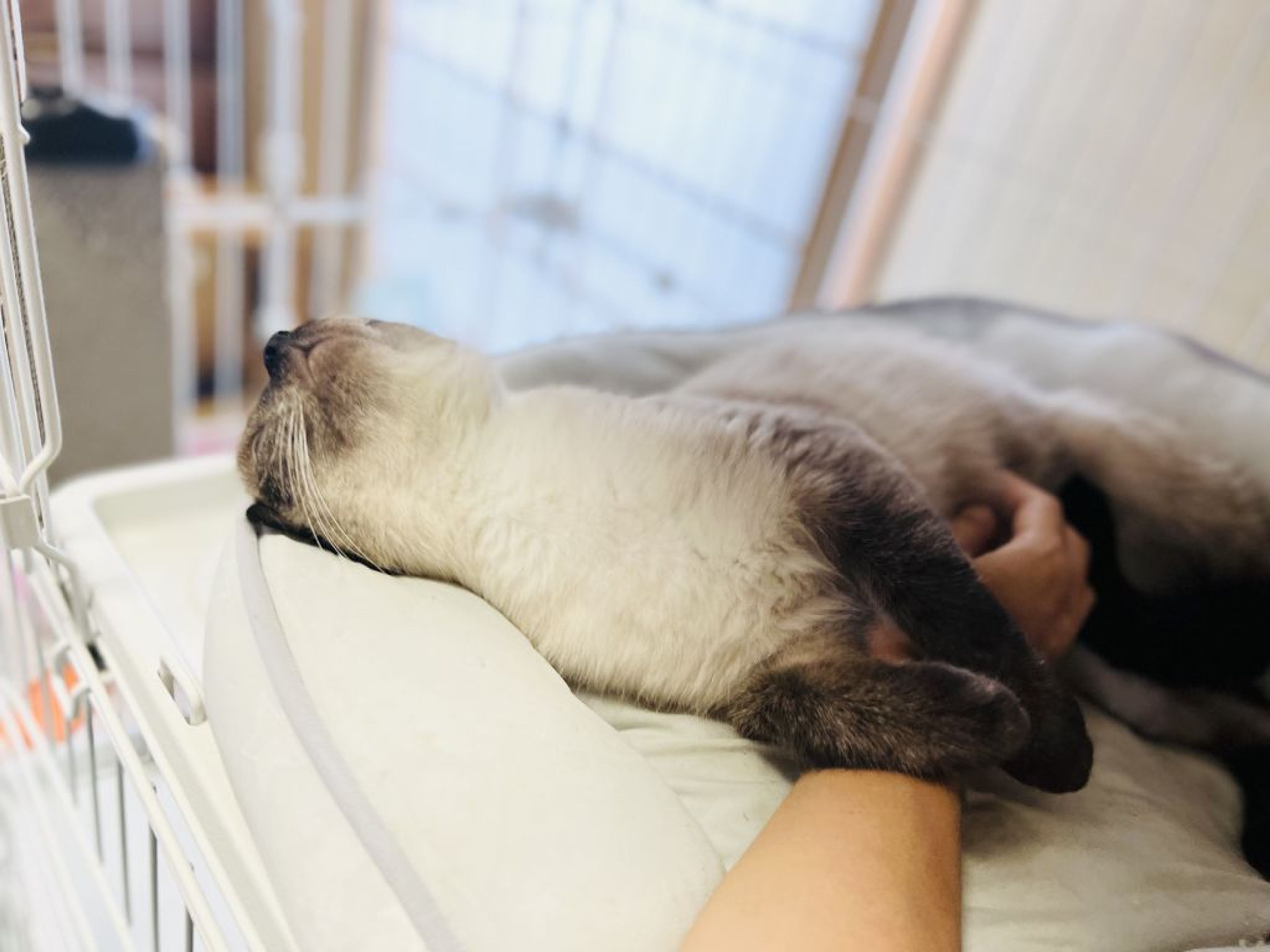 pet-image-8