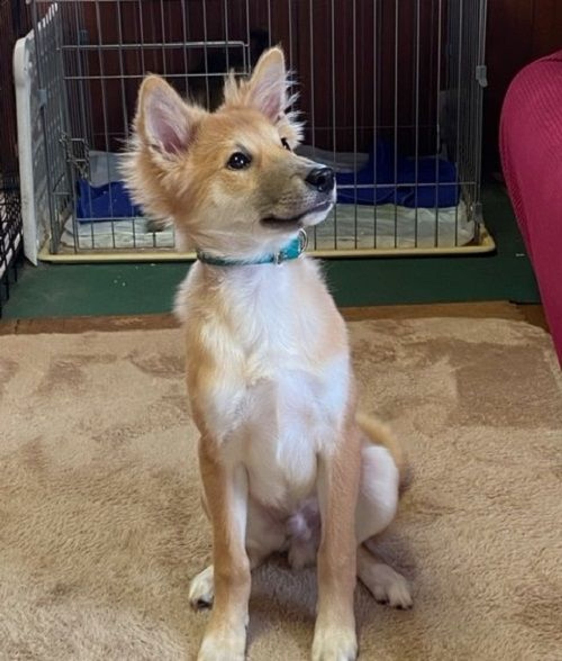 雑種（ミックス犬）・オスの里親募集の写真