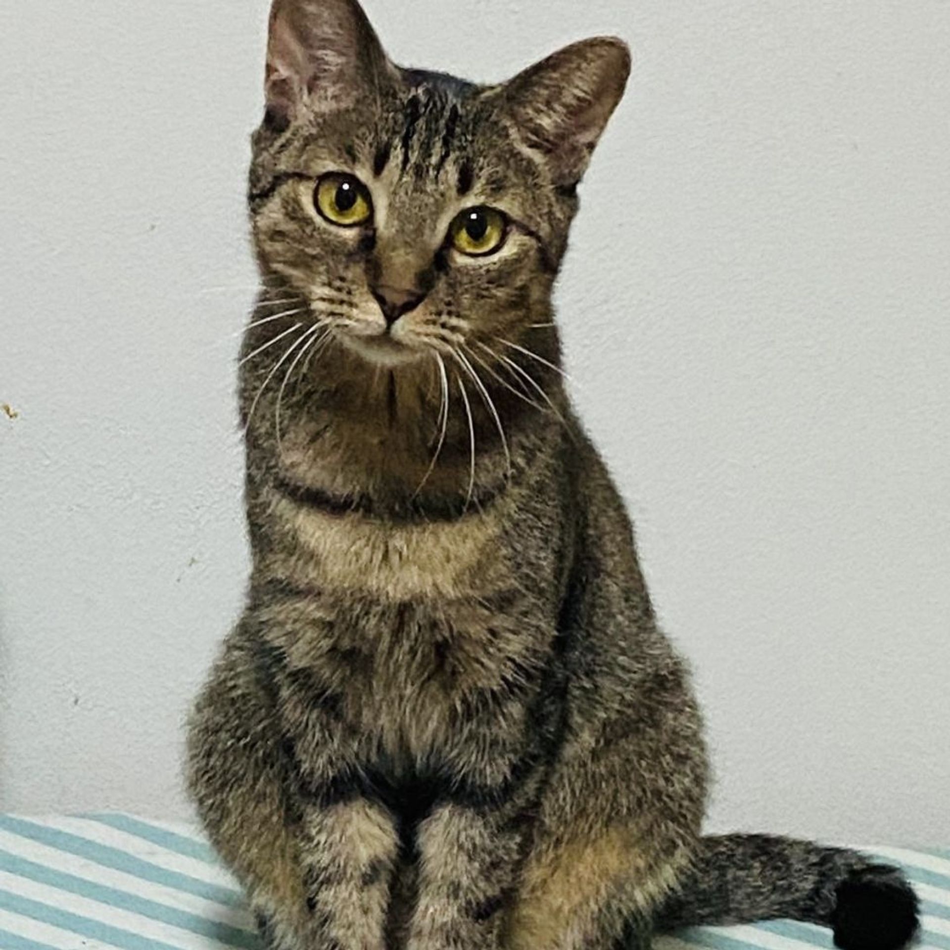 雑種（ミックス猫）・メスの里親募集の写真