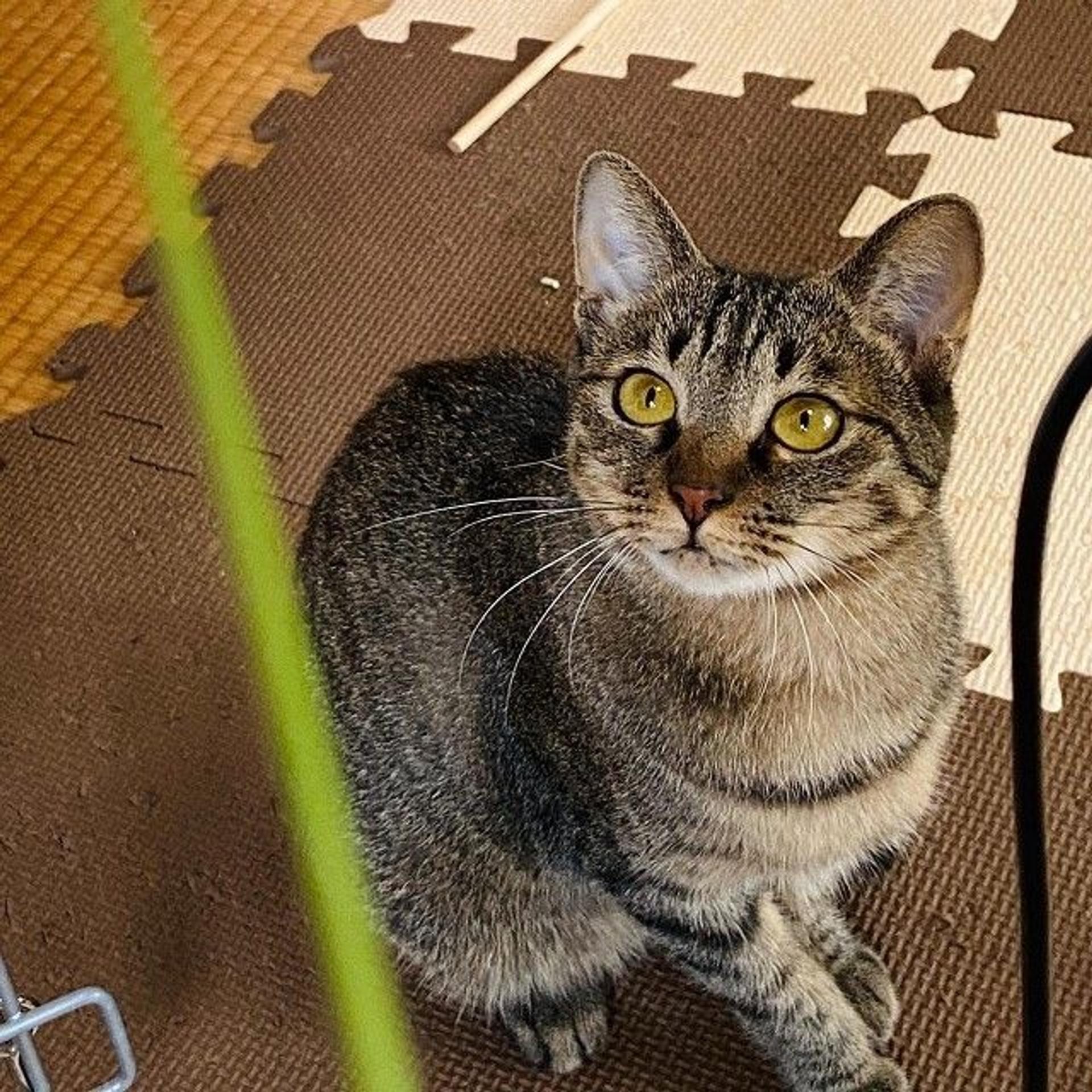 pet-image-3