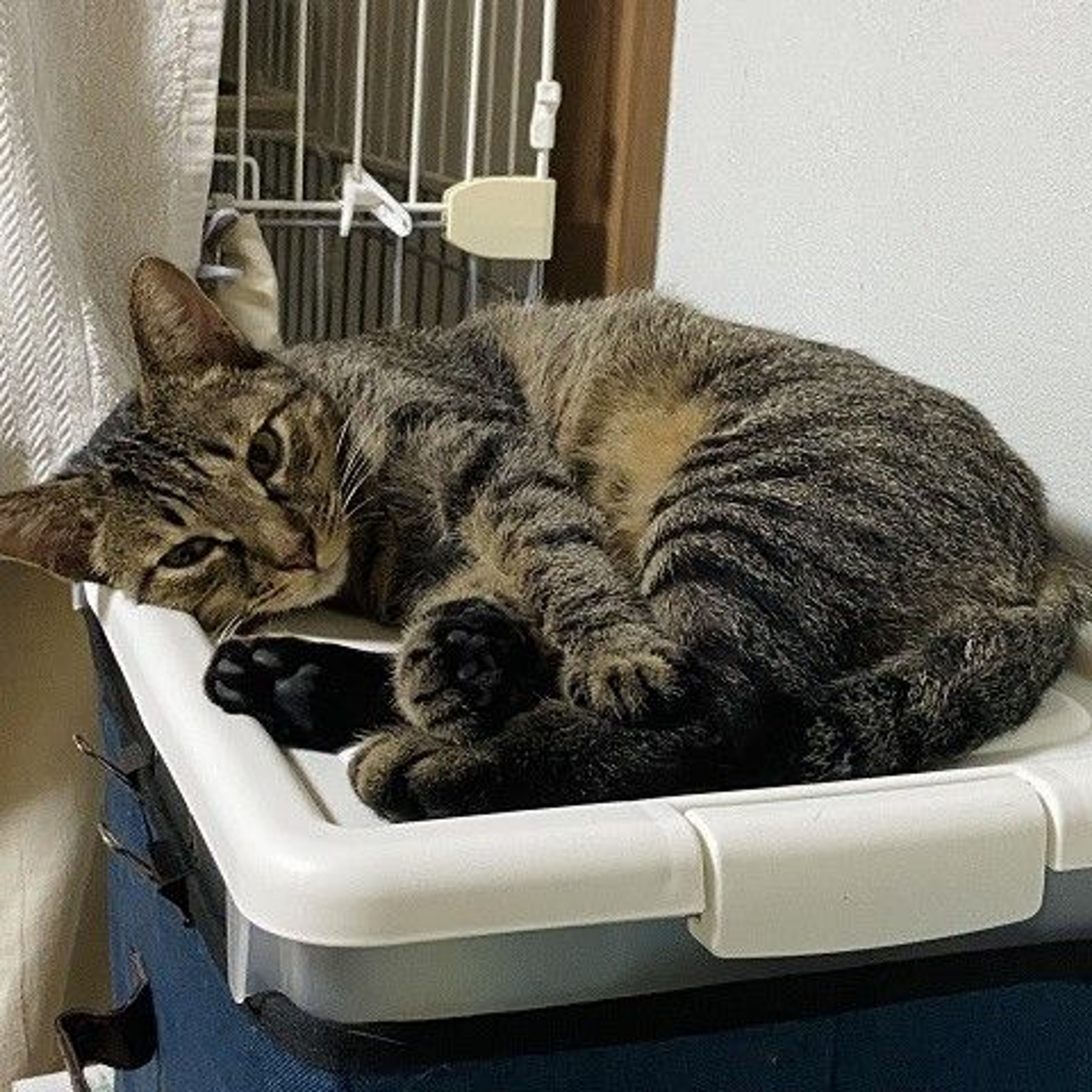 pet-image-4
