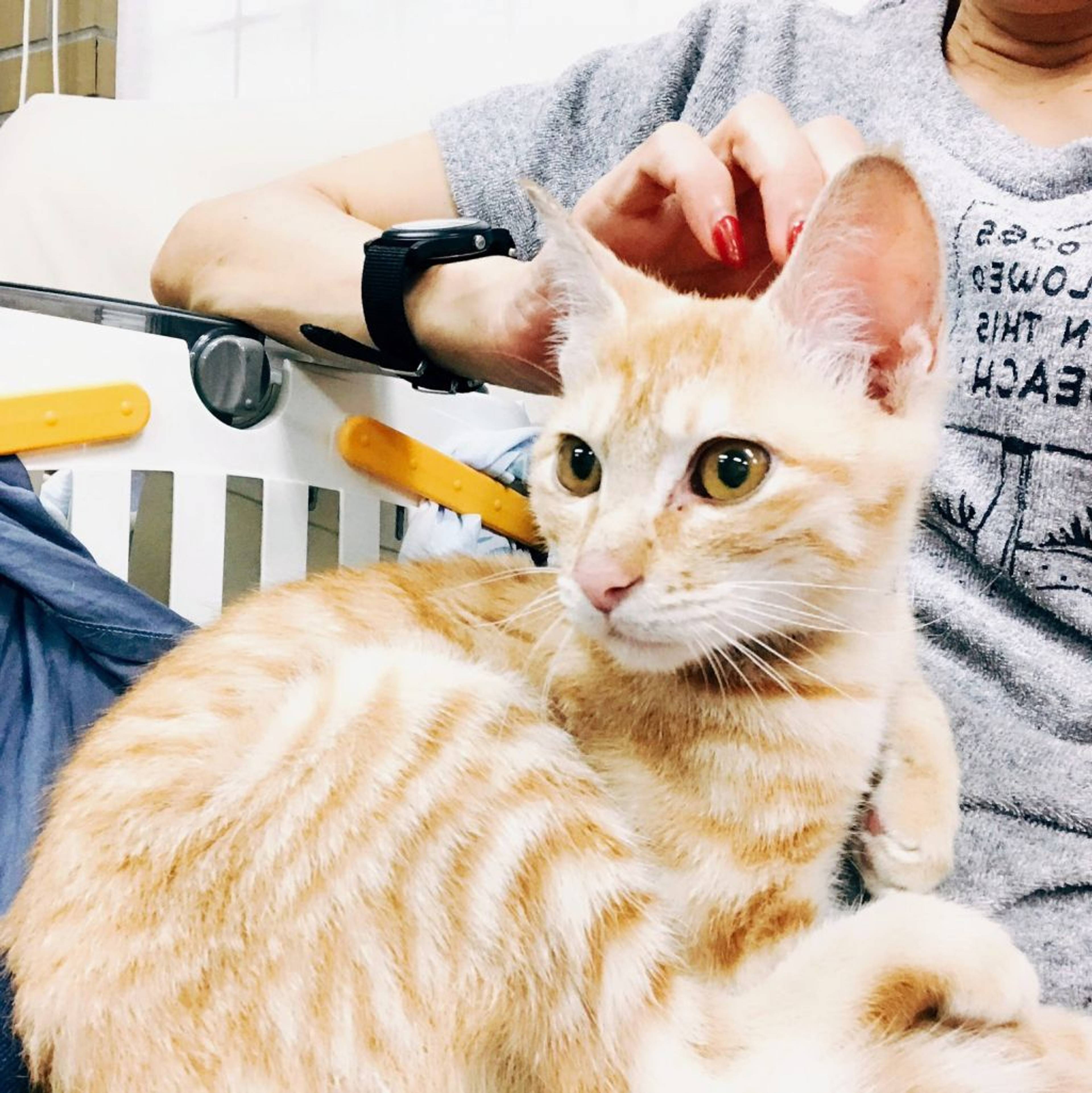 雑種（ミックス猫）・オスの里親募集の写真