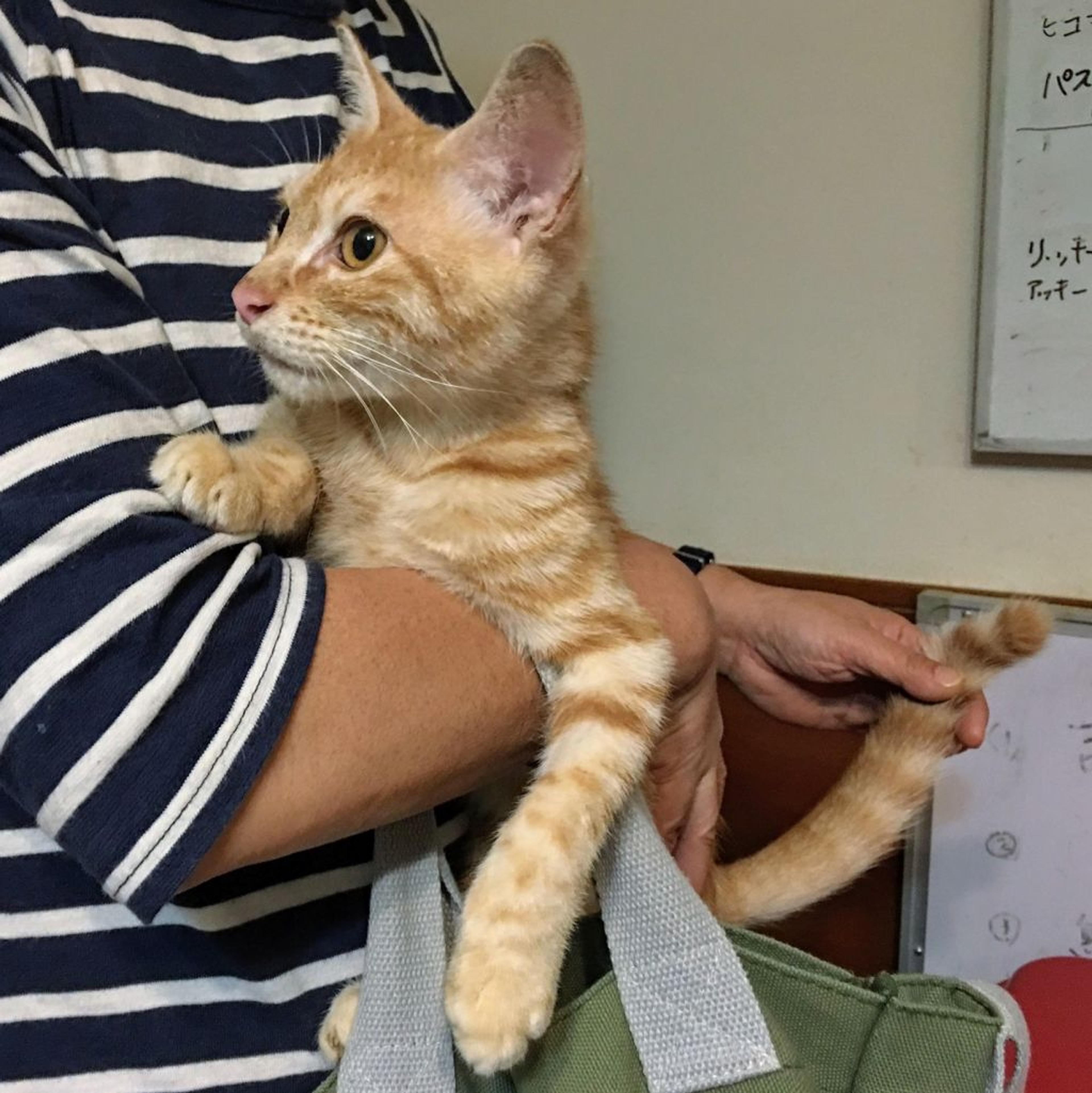 pet-image-2