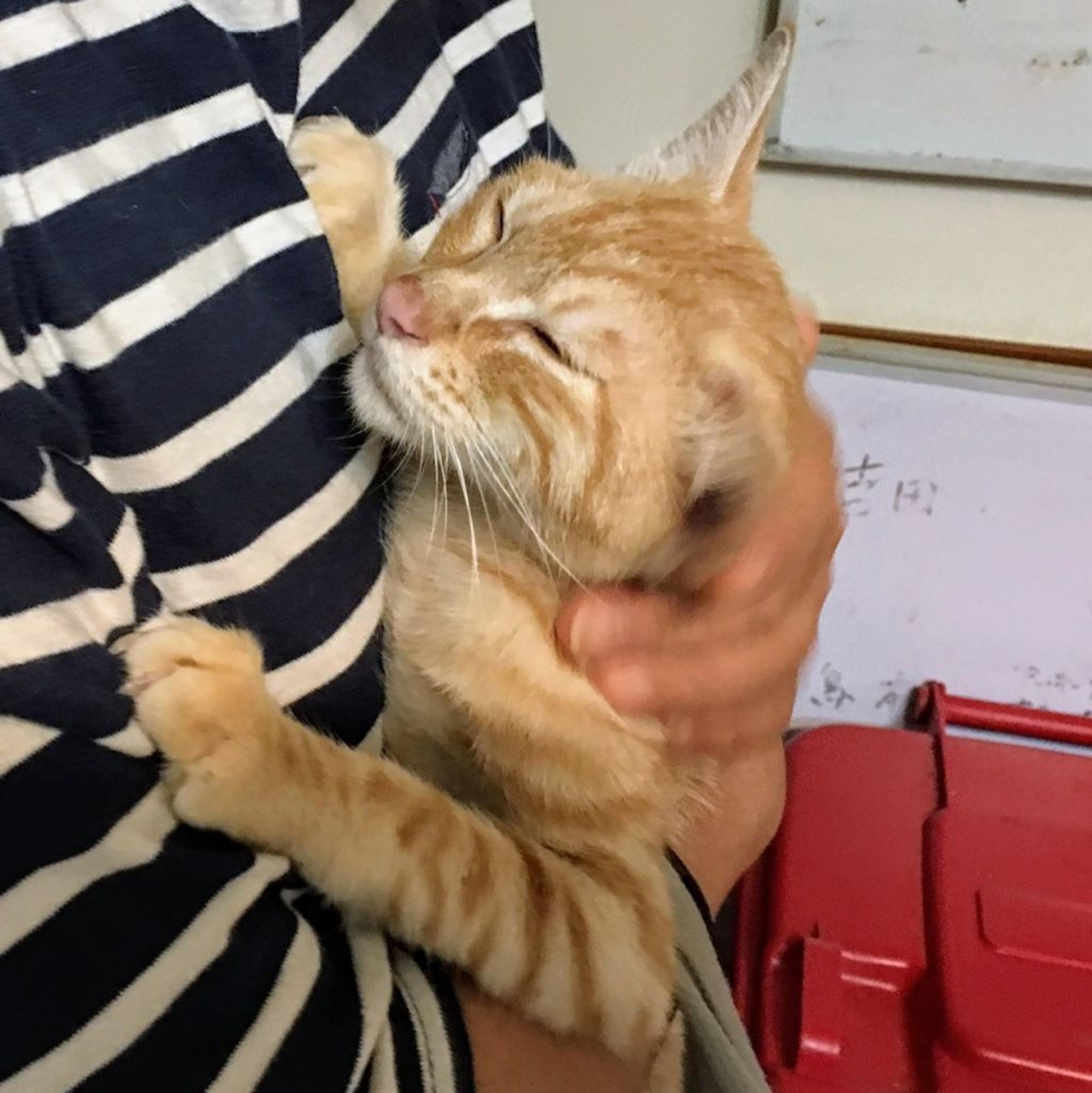 pet-image-3