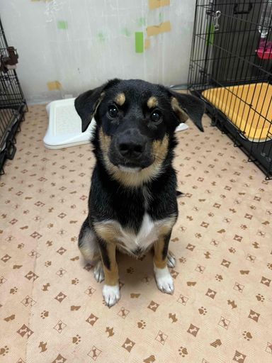 雑種（ミックス犬）・メスの里親募集の写真