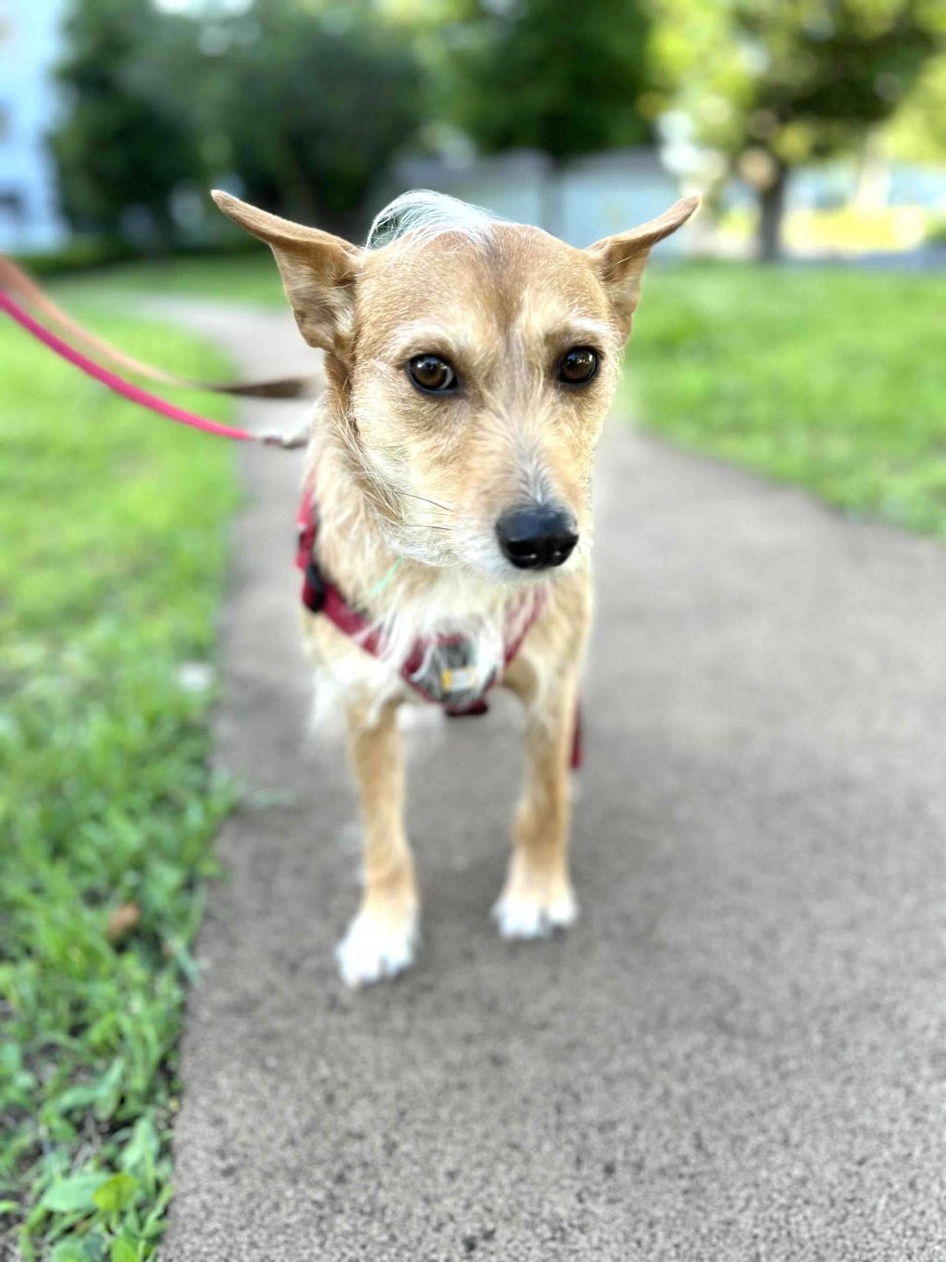 雑種（ミックス犬）・メスの里親募集の写真