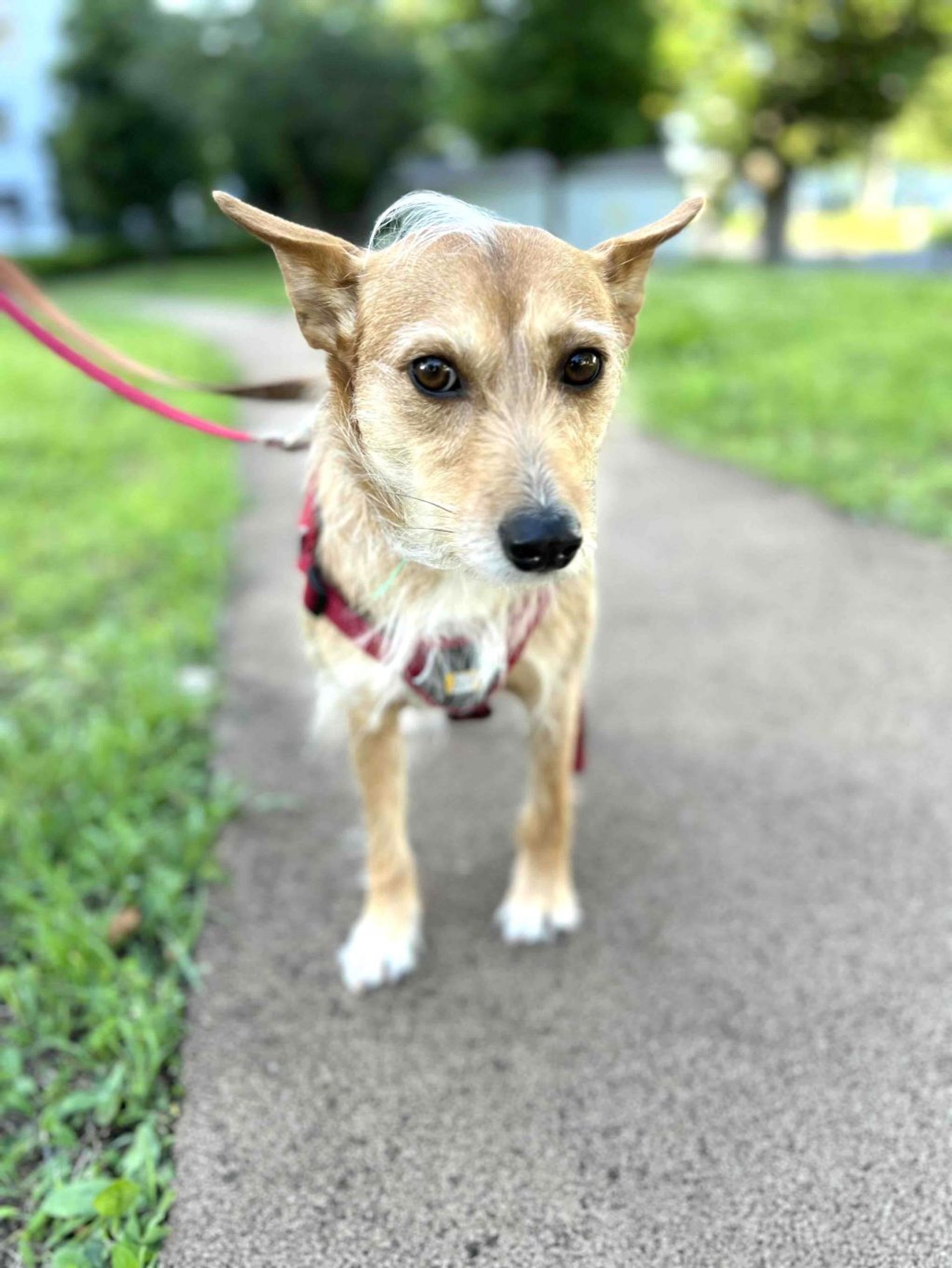 雑種（ミックス犬）・メスの里親募集の写真