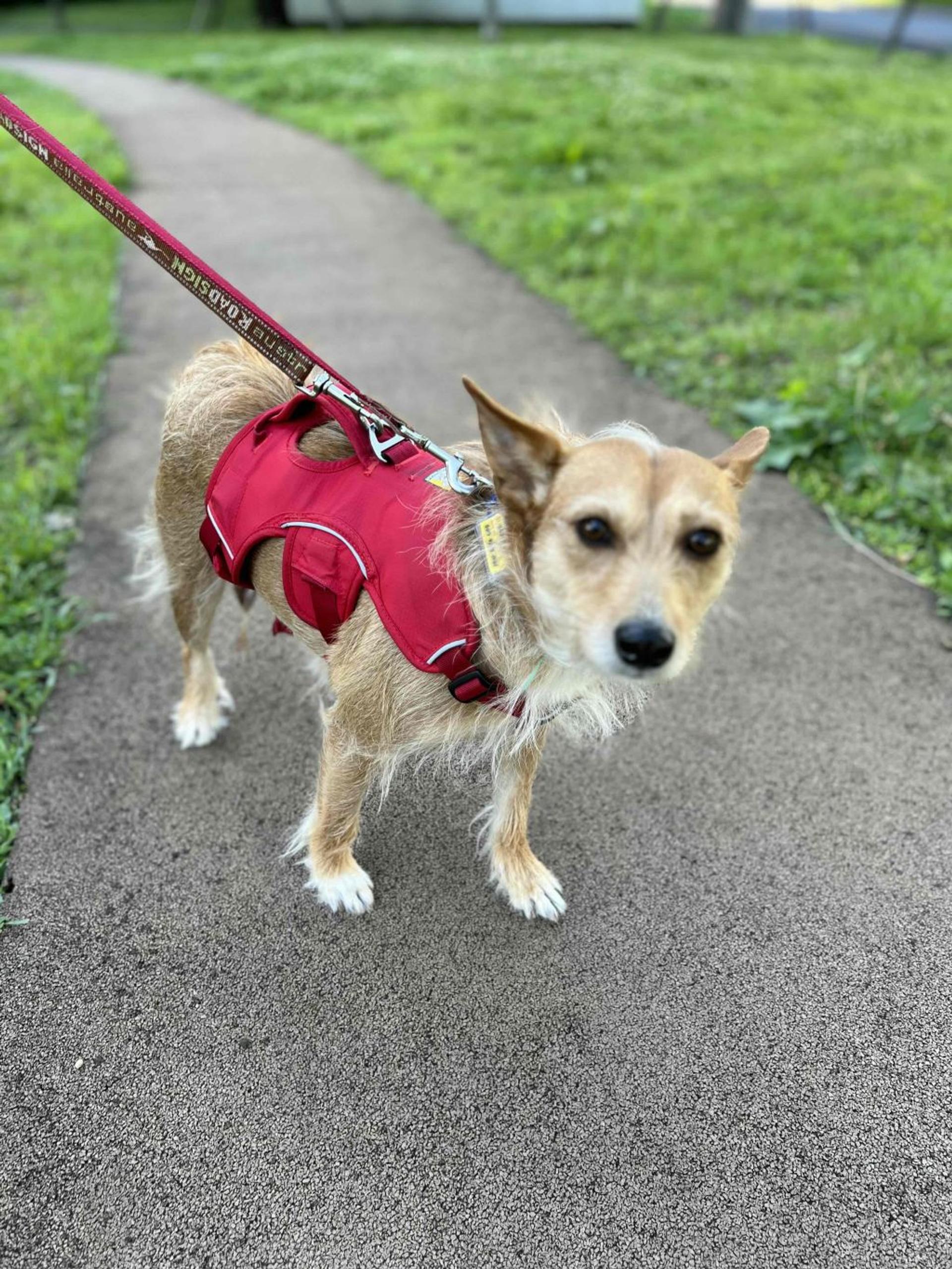 pet-image-4