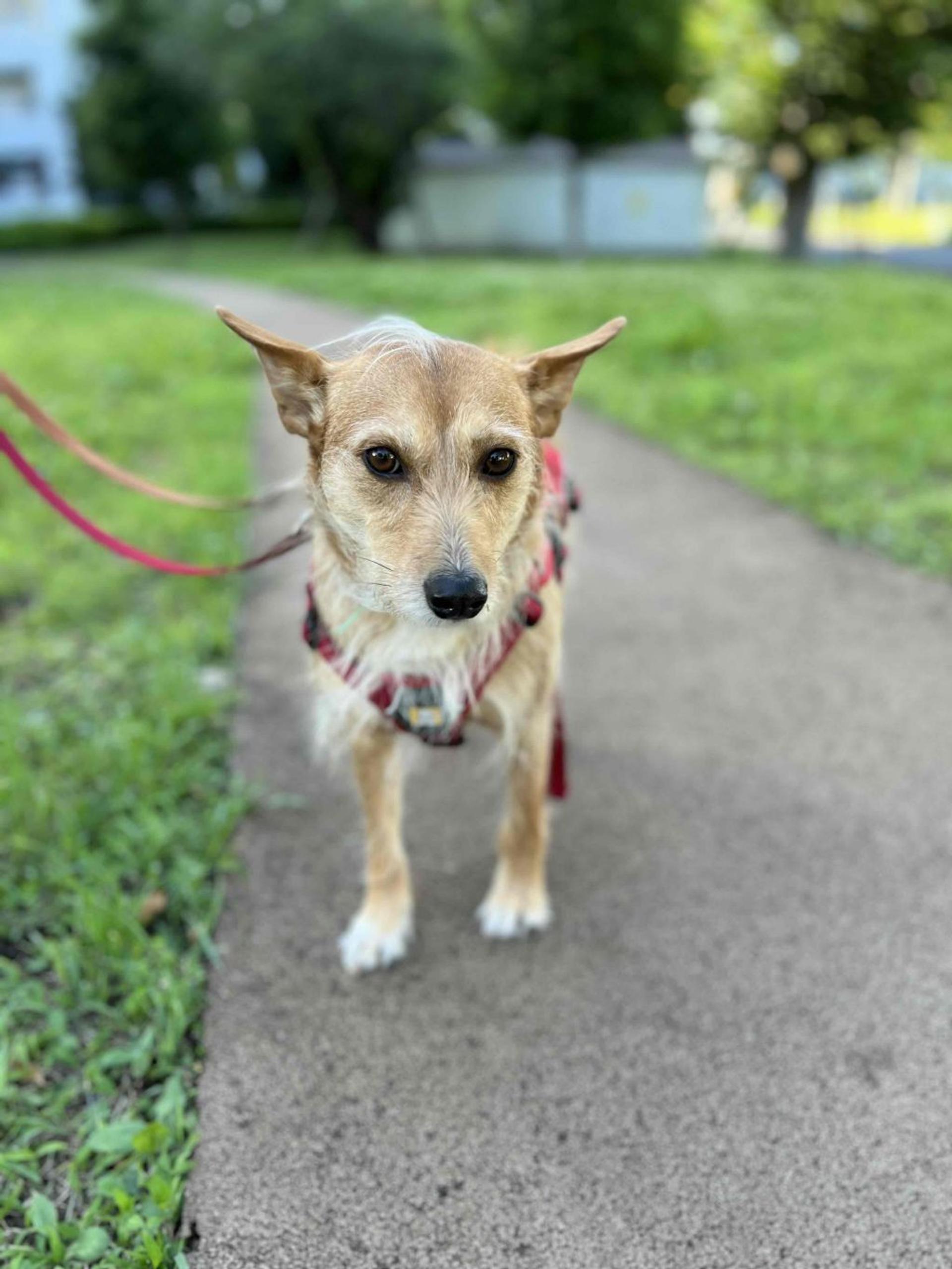 pet-image-5
