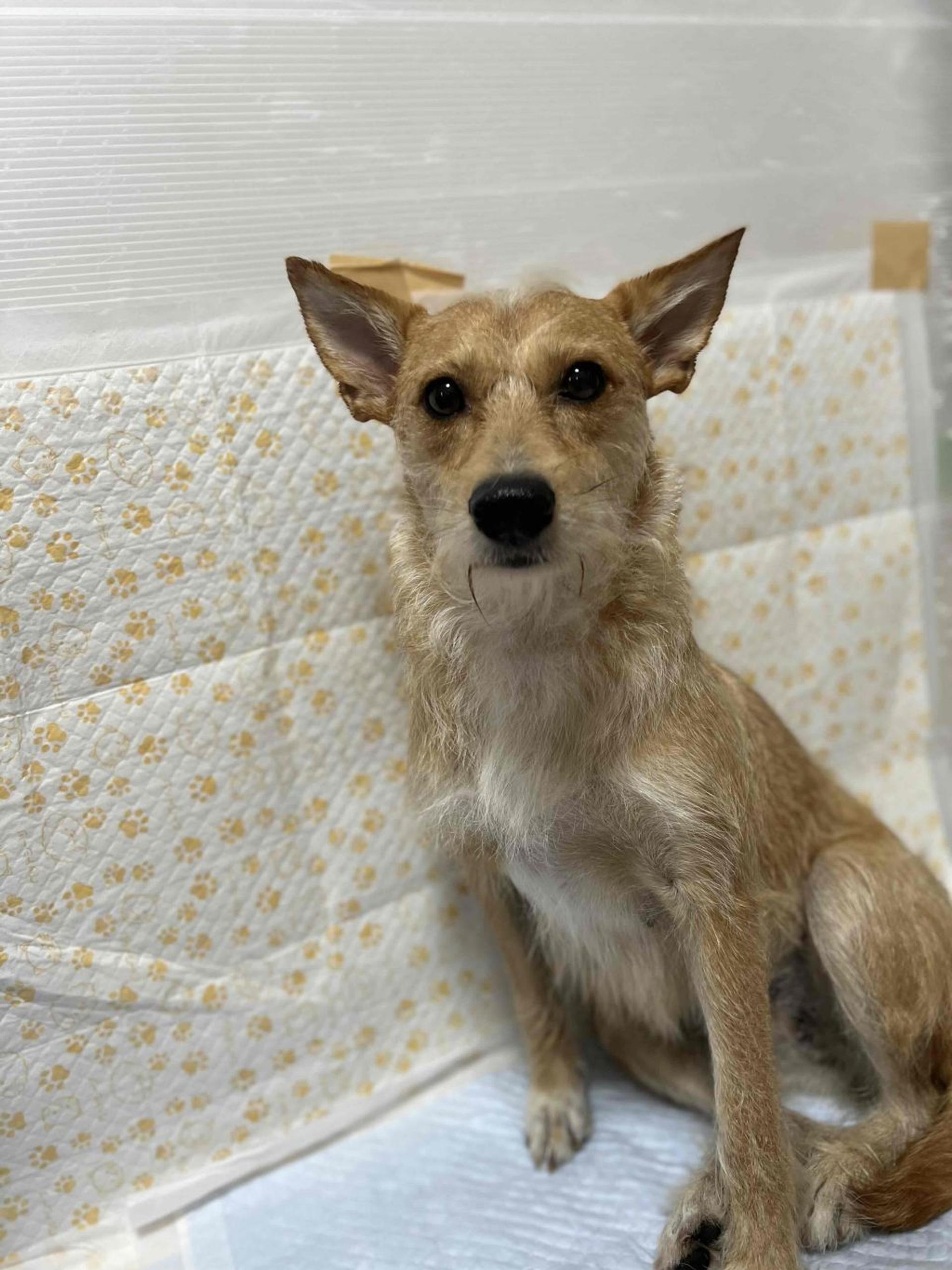 pet-image-6