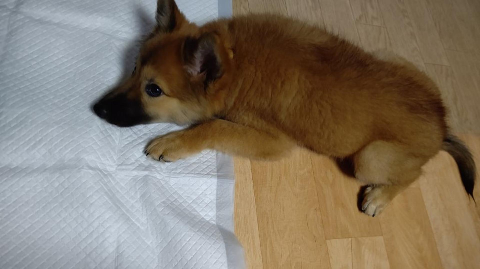 pet-image-7
