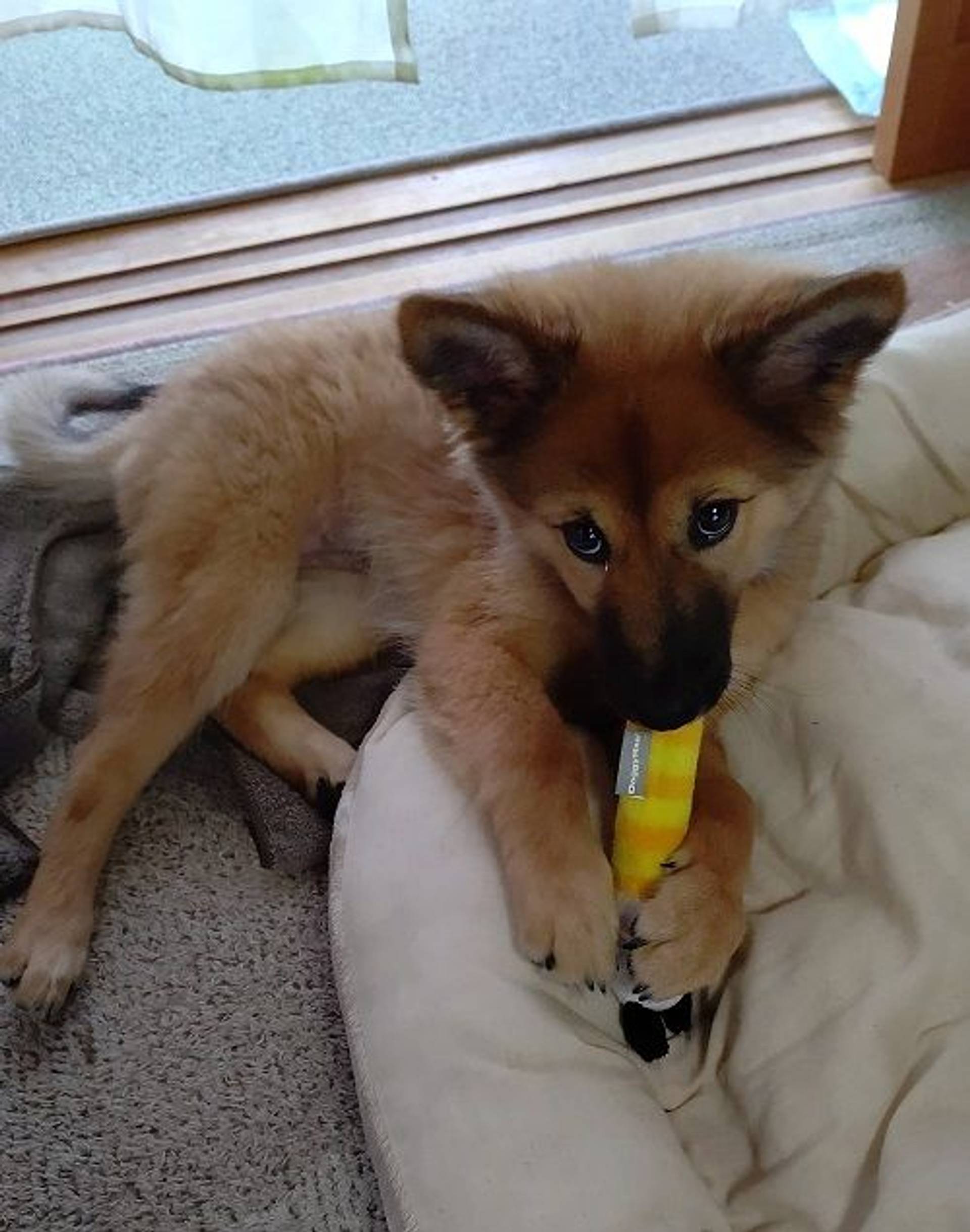 雑種（ミックス犬）・メスの里親募集の写真