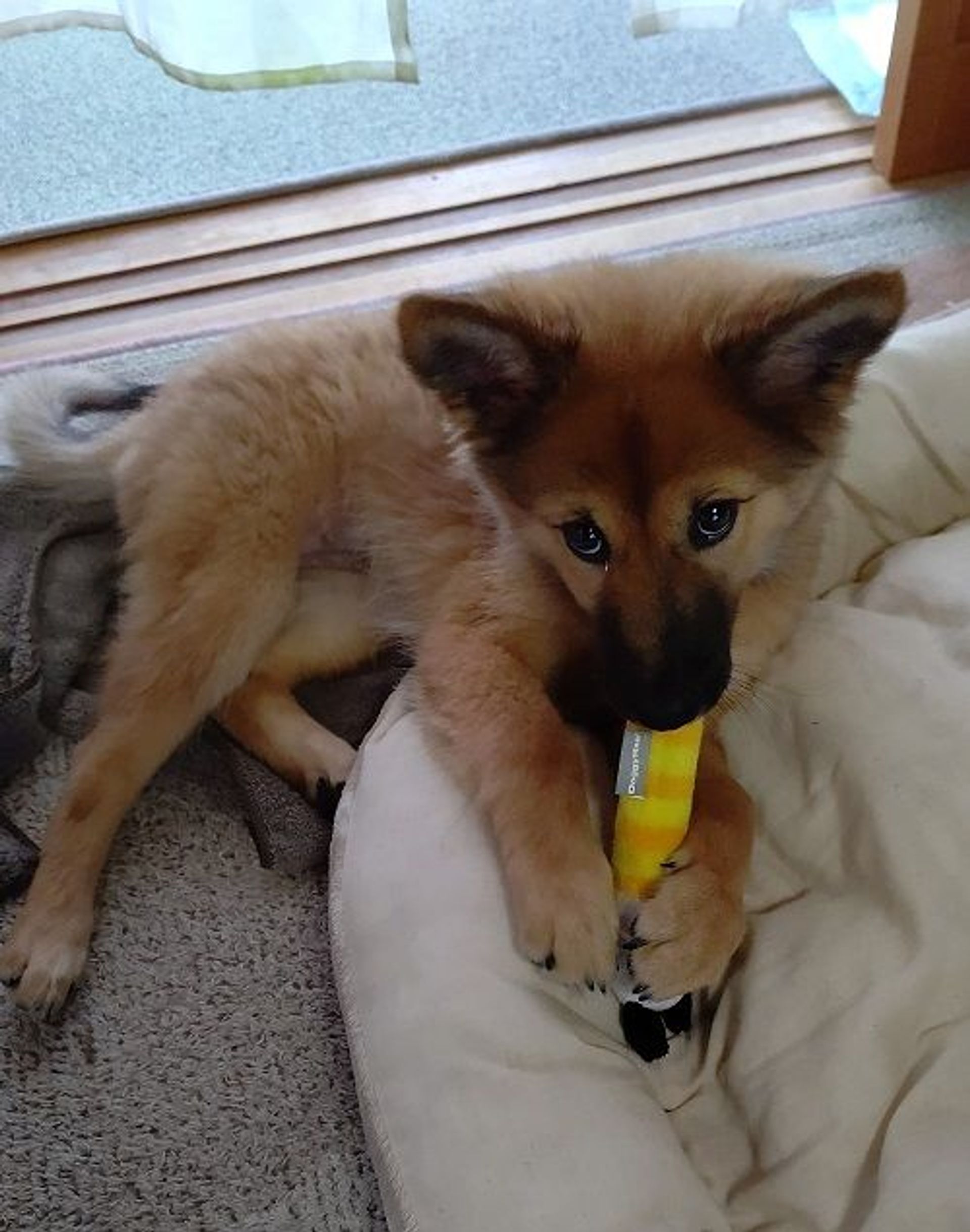 雑種（ミックス犬）・メスの里親募集の写真