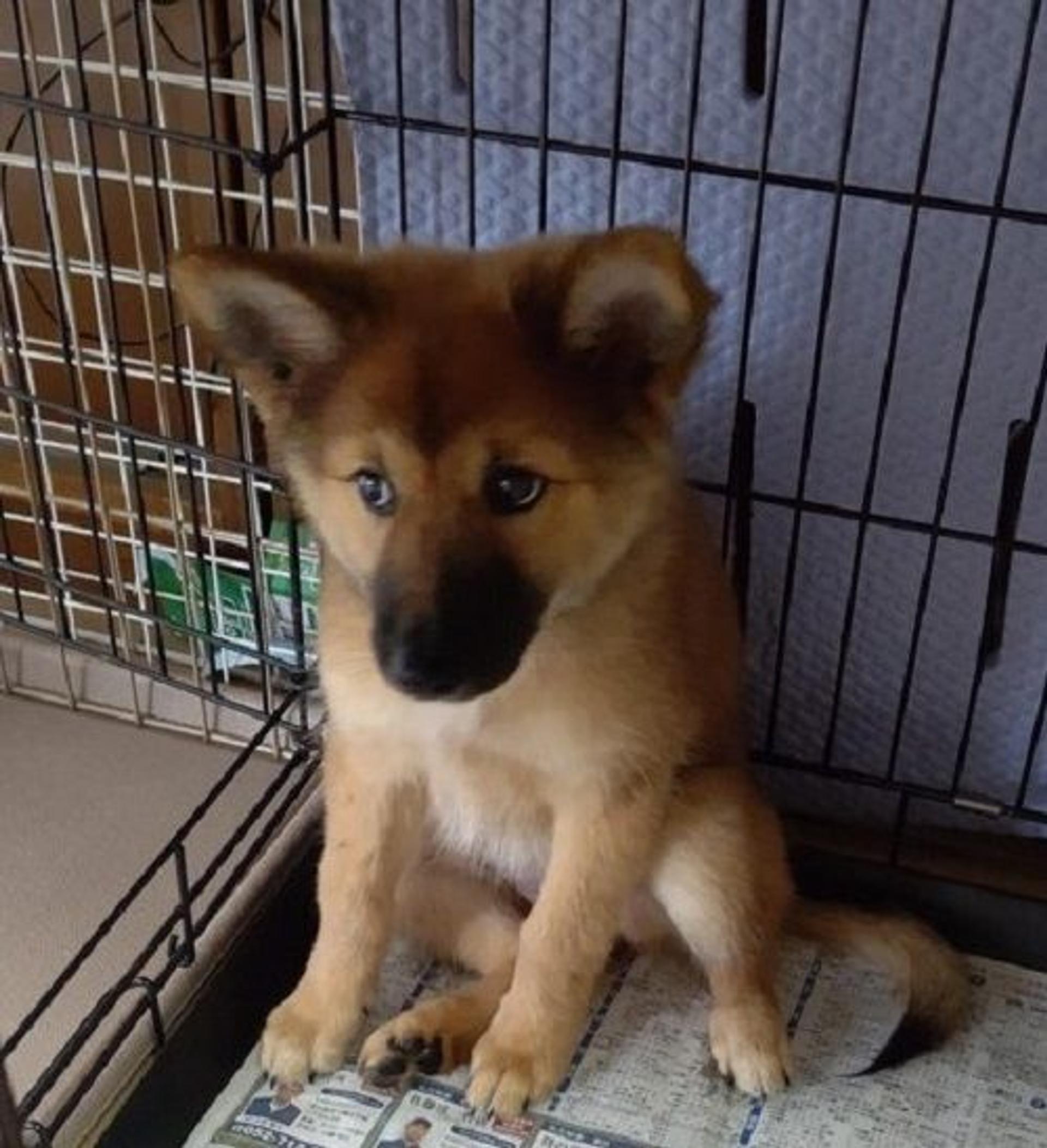 pet-image-2