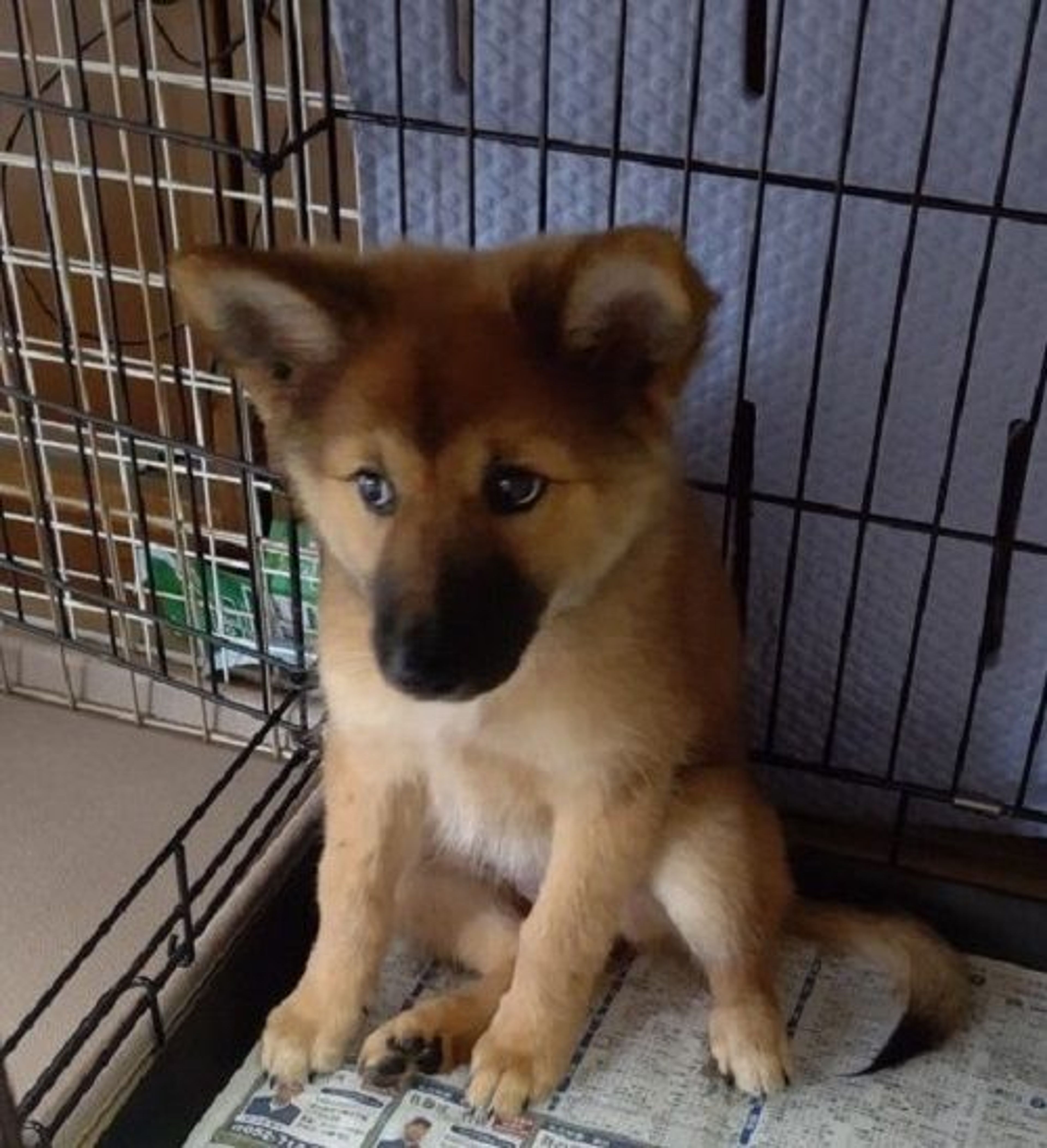 pet-image-2
