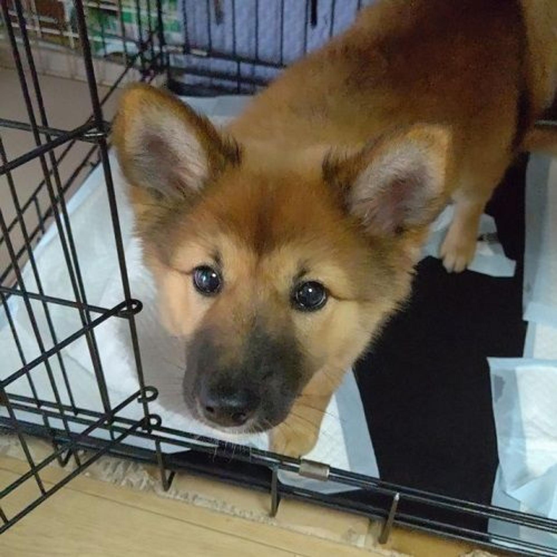 pet-image-4