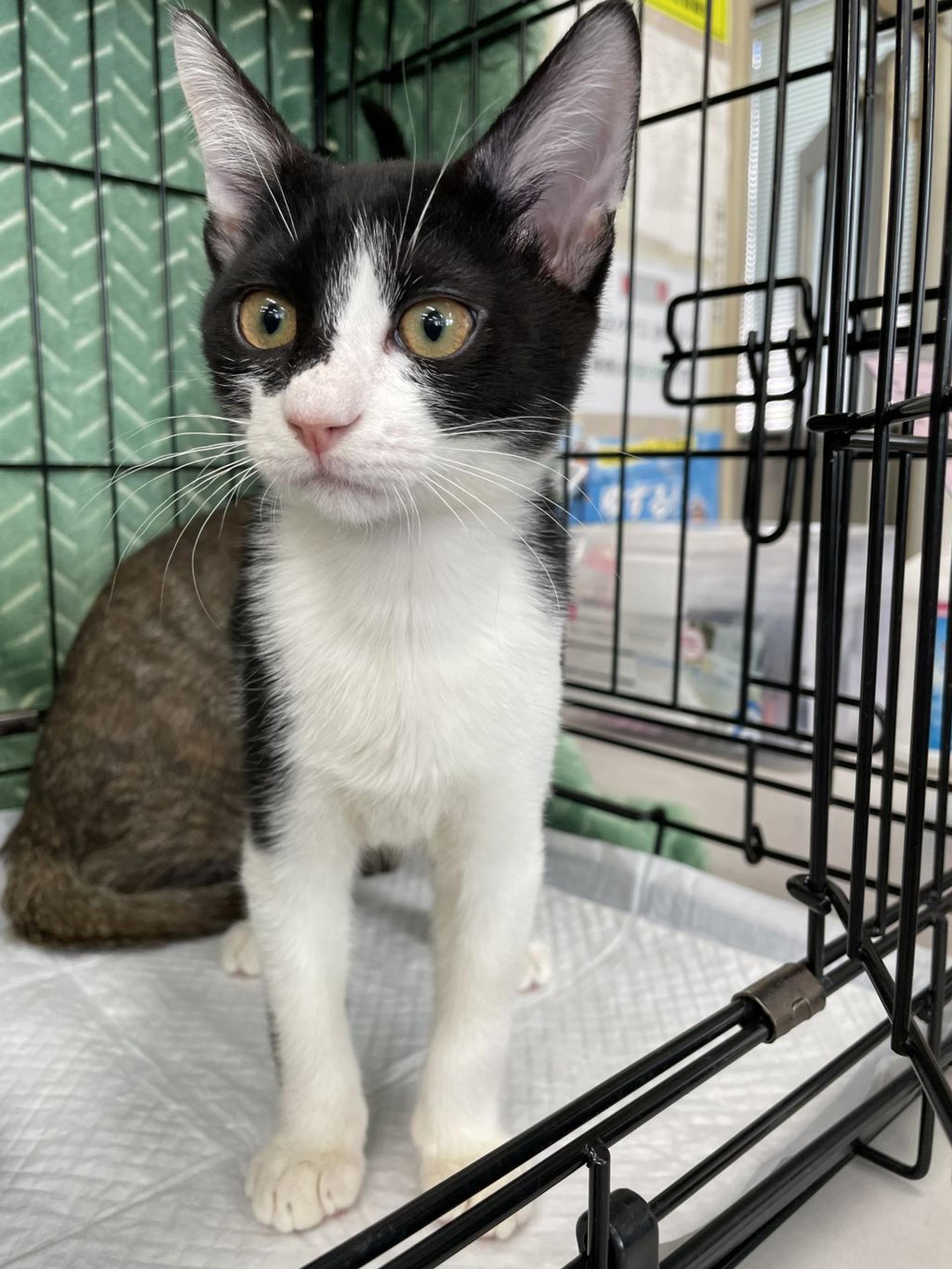 pet-image-3