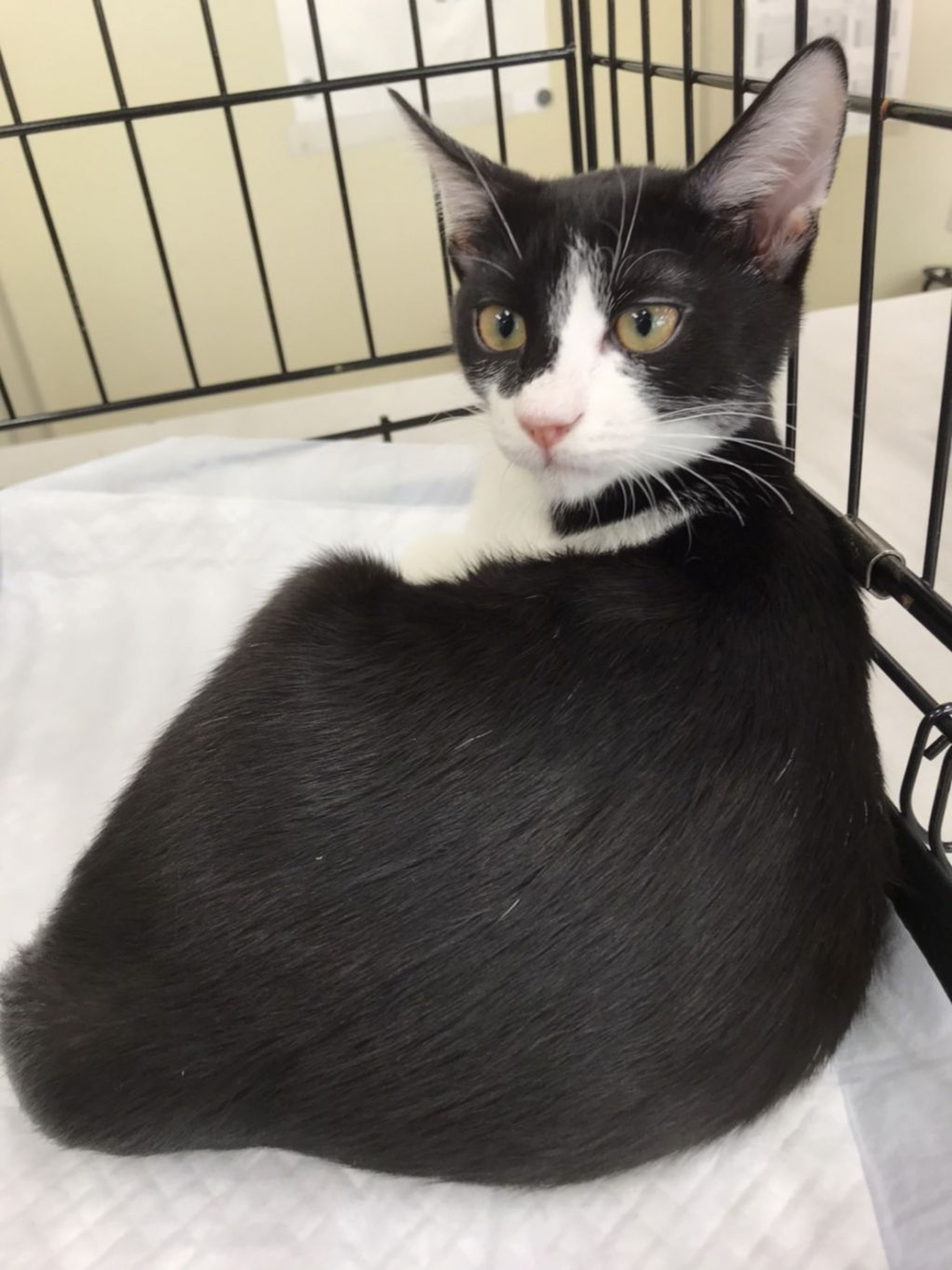 pet-image-2