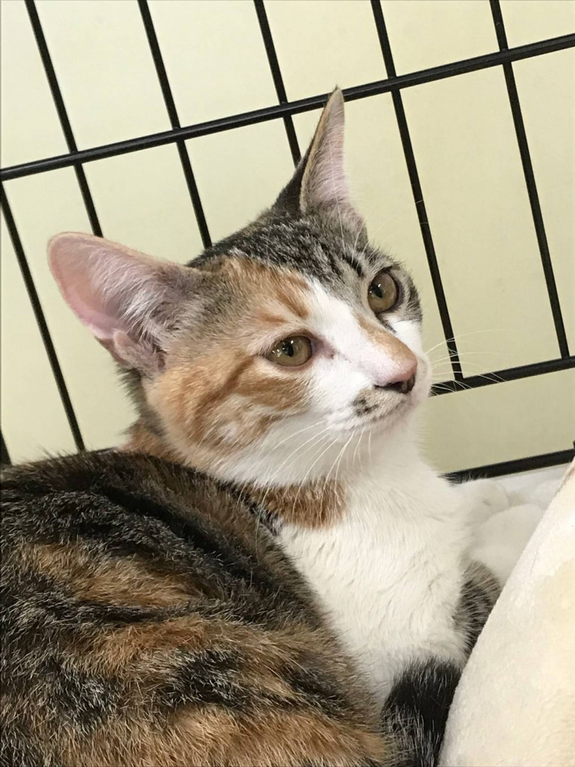 雑種（ミックス猫）・メスの里親募集の写真