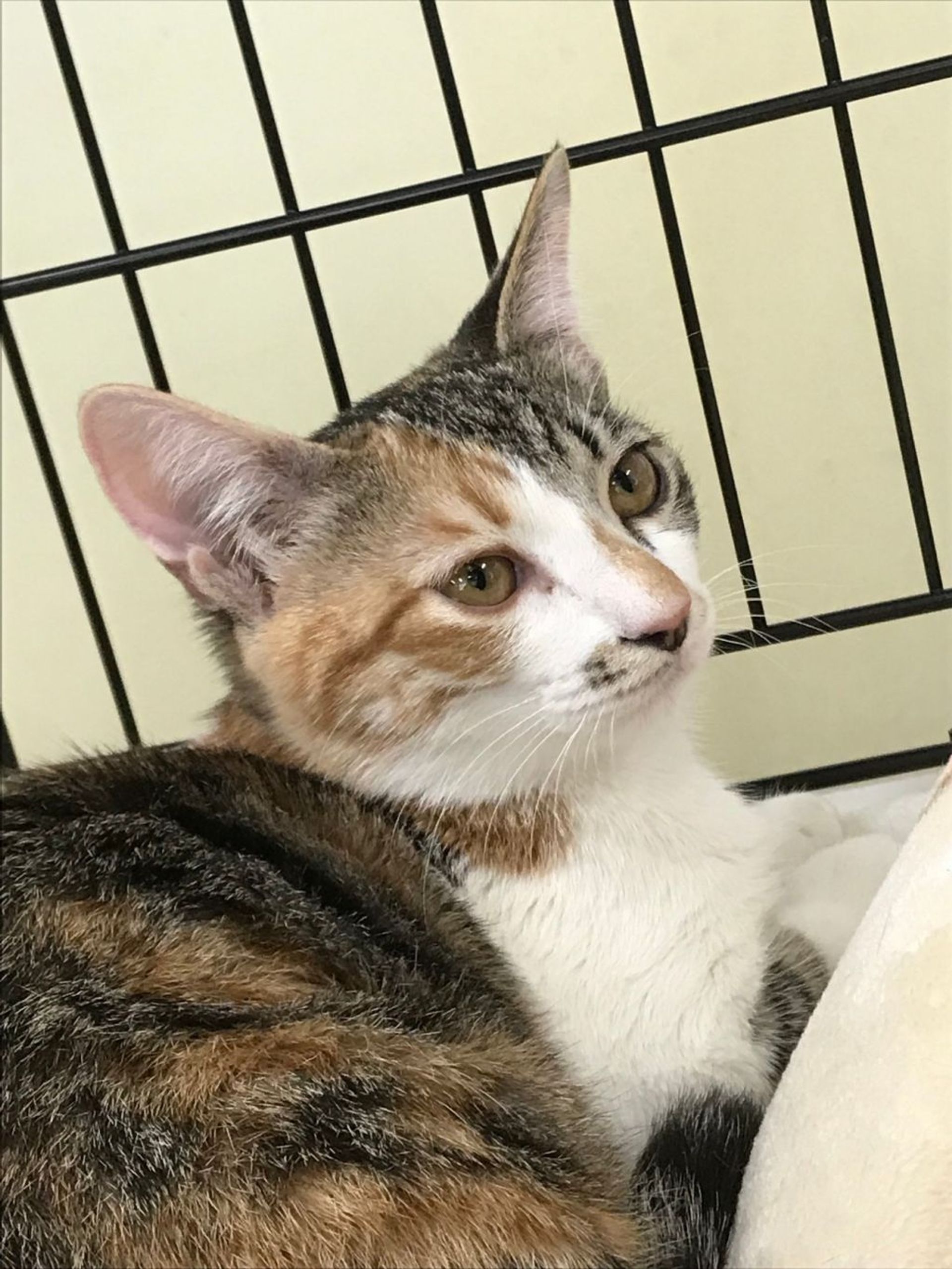 雑種（ミックス猫）・メスの里親募集の写真