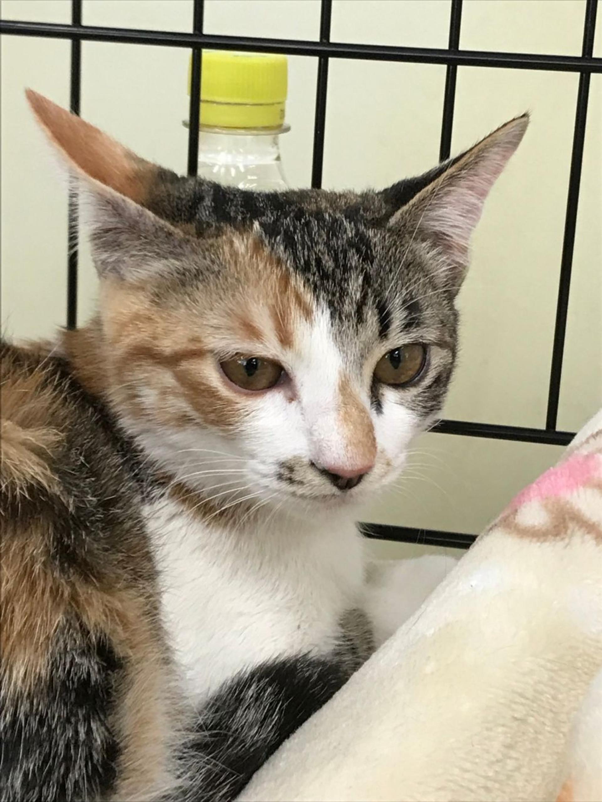 pet-image-4