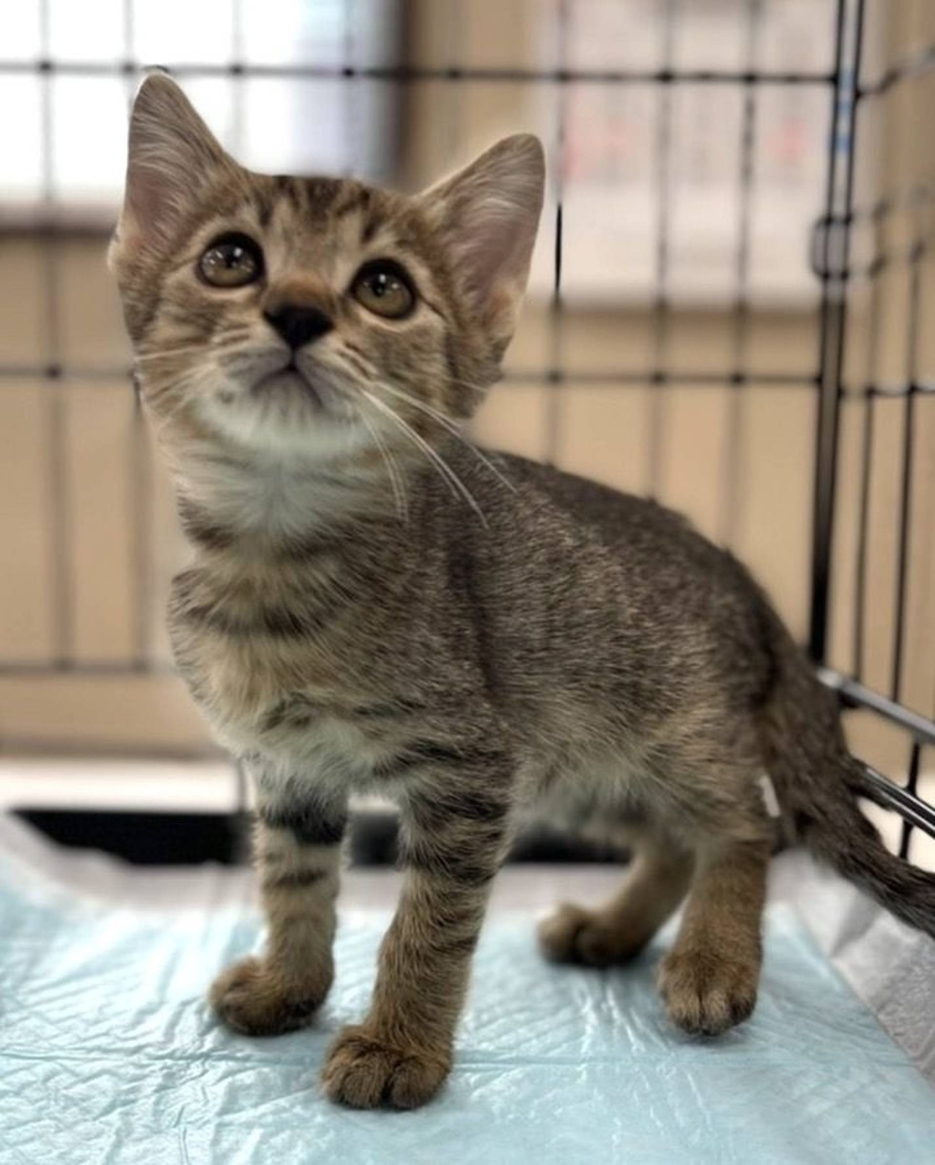 雑種（ミックス猫）・オスの里親募集の写真