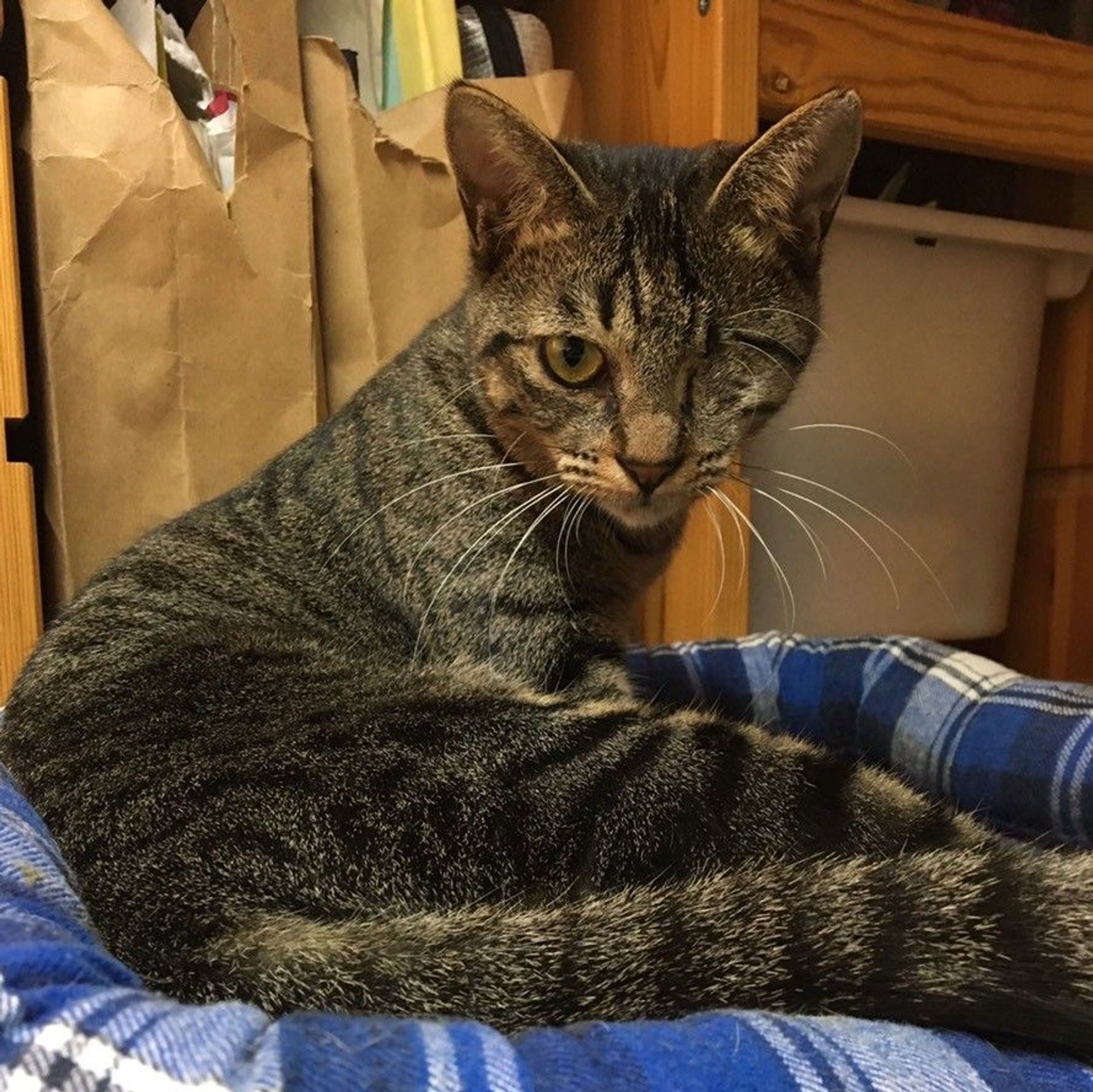 雑種（ミックス猫）・メスの里親募集の写真