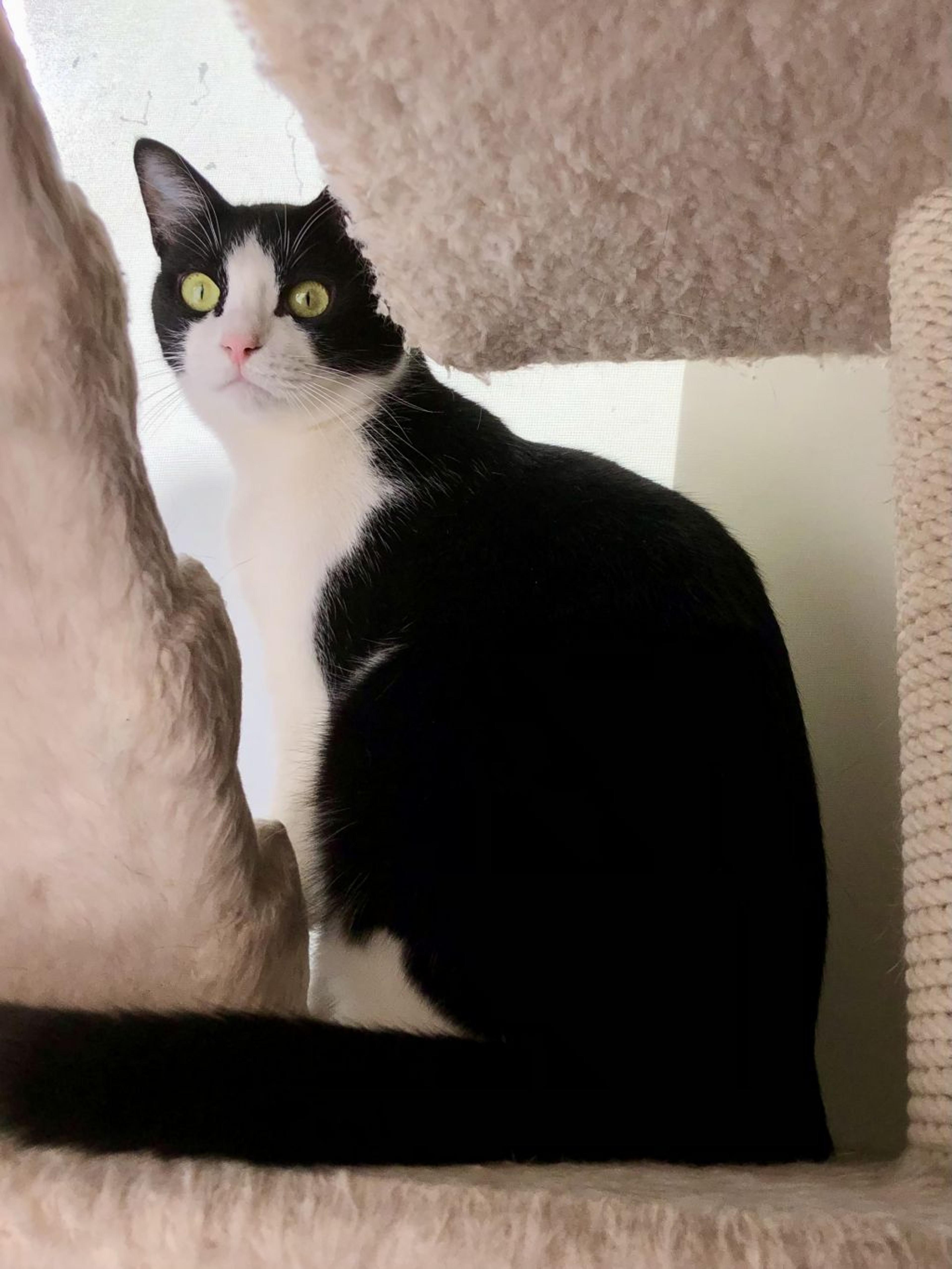 pet-image-3