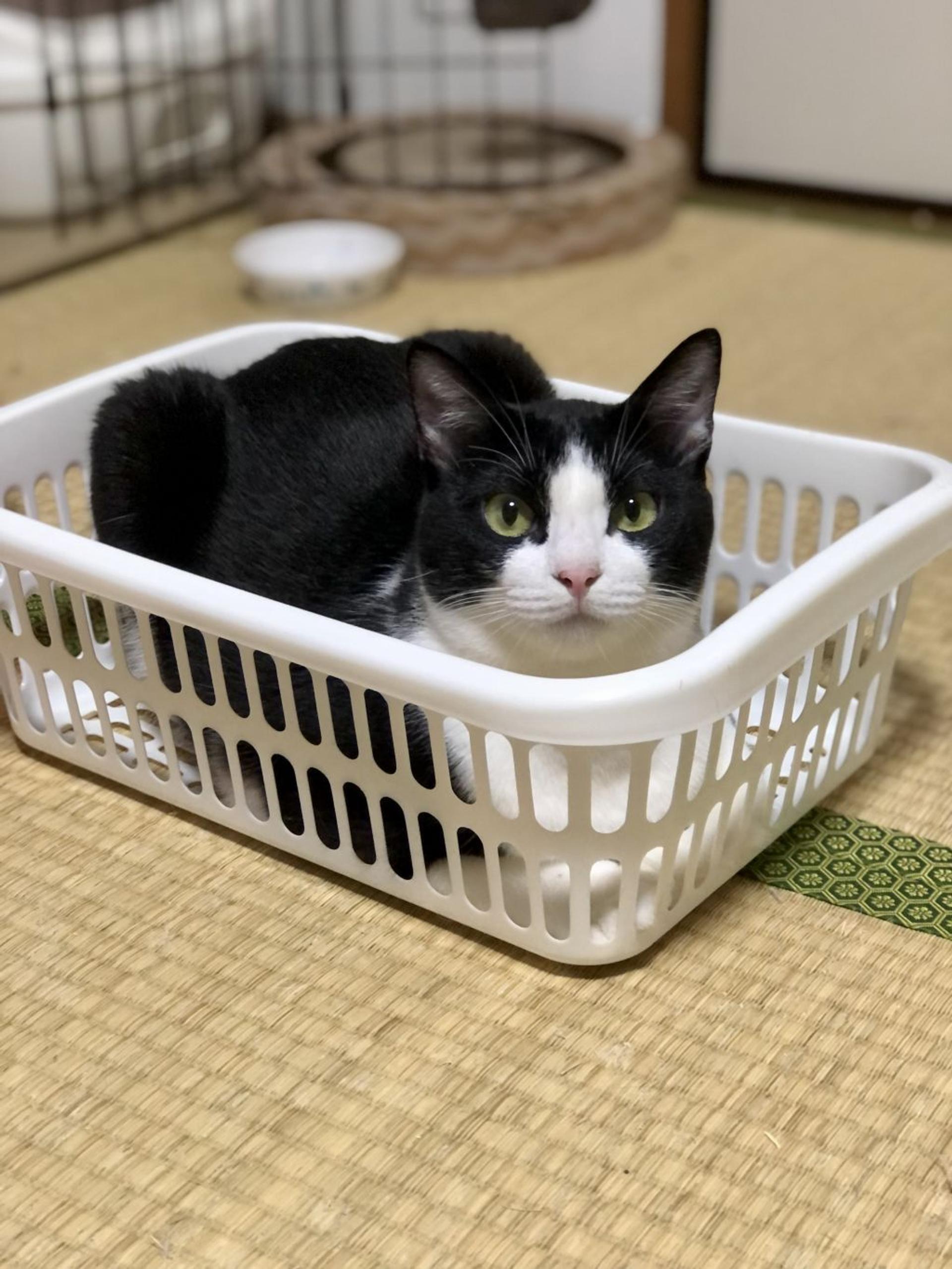 pet-image-5
