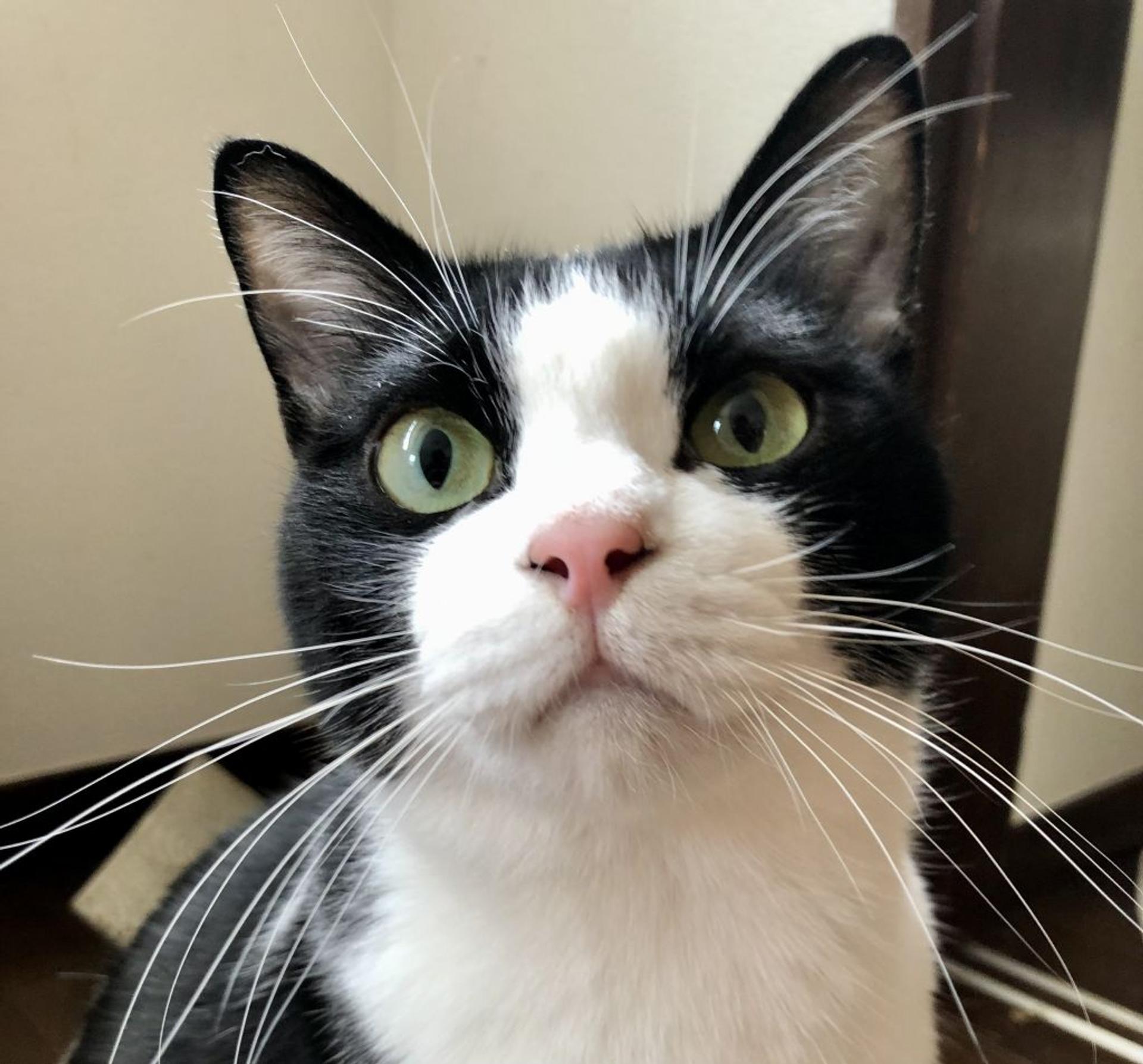 pet-image-7