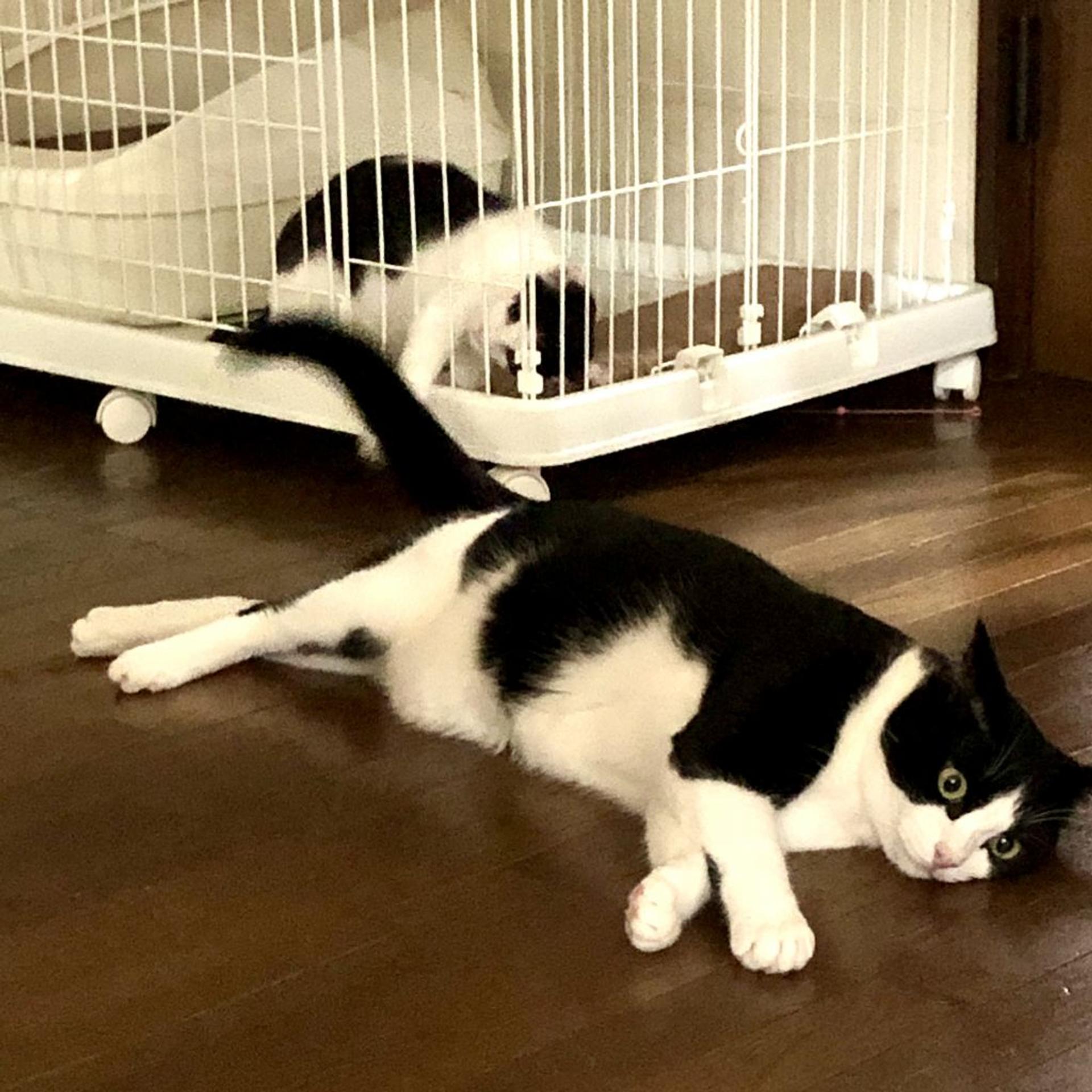 pet-image-8
