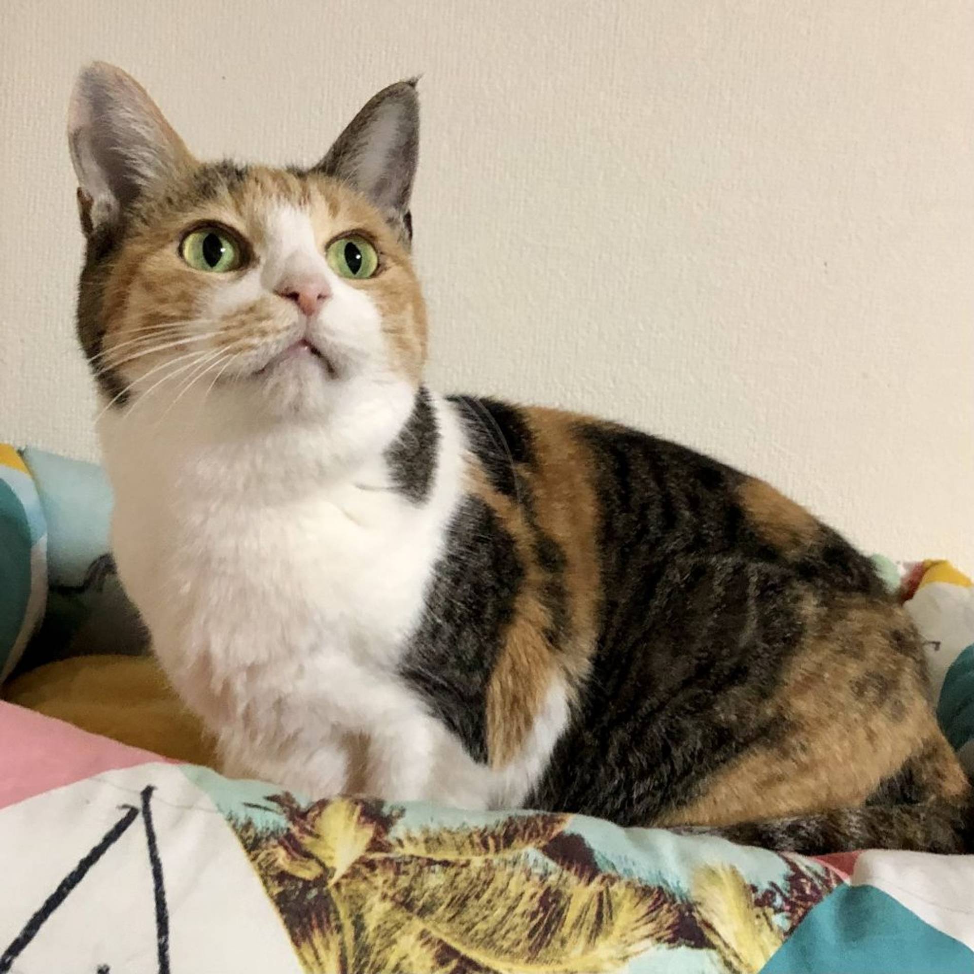 雑種（ミックス猫）・メスの里親募集の写真