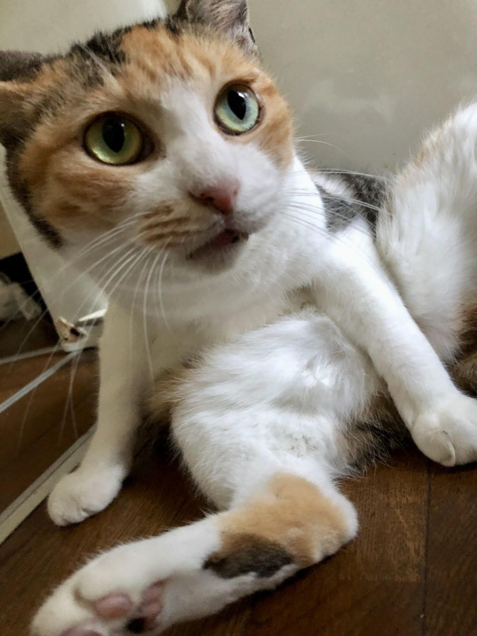 pet-image-3