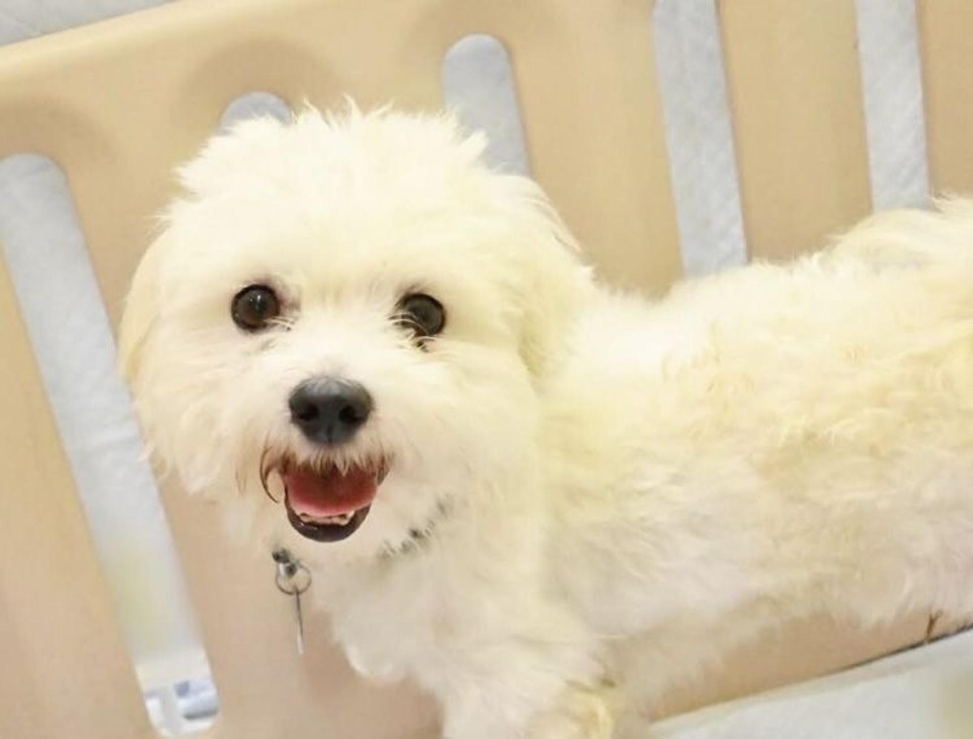 pet-image-4